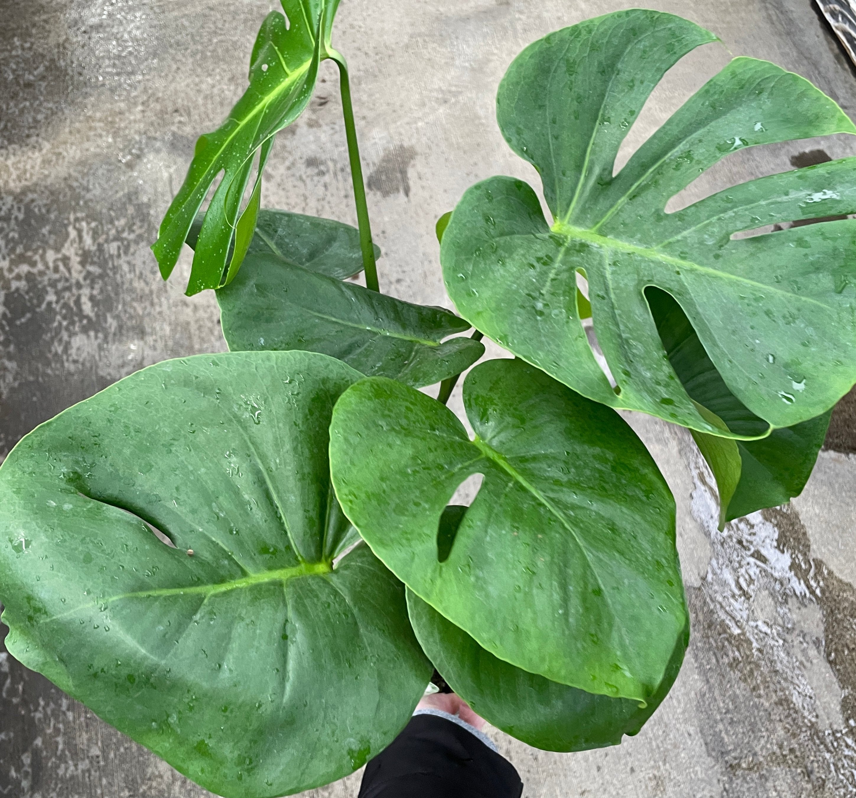 Monstera Deliciosa