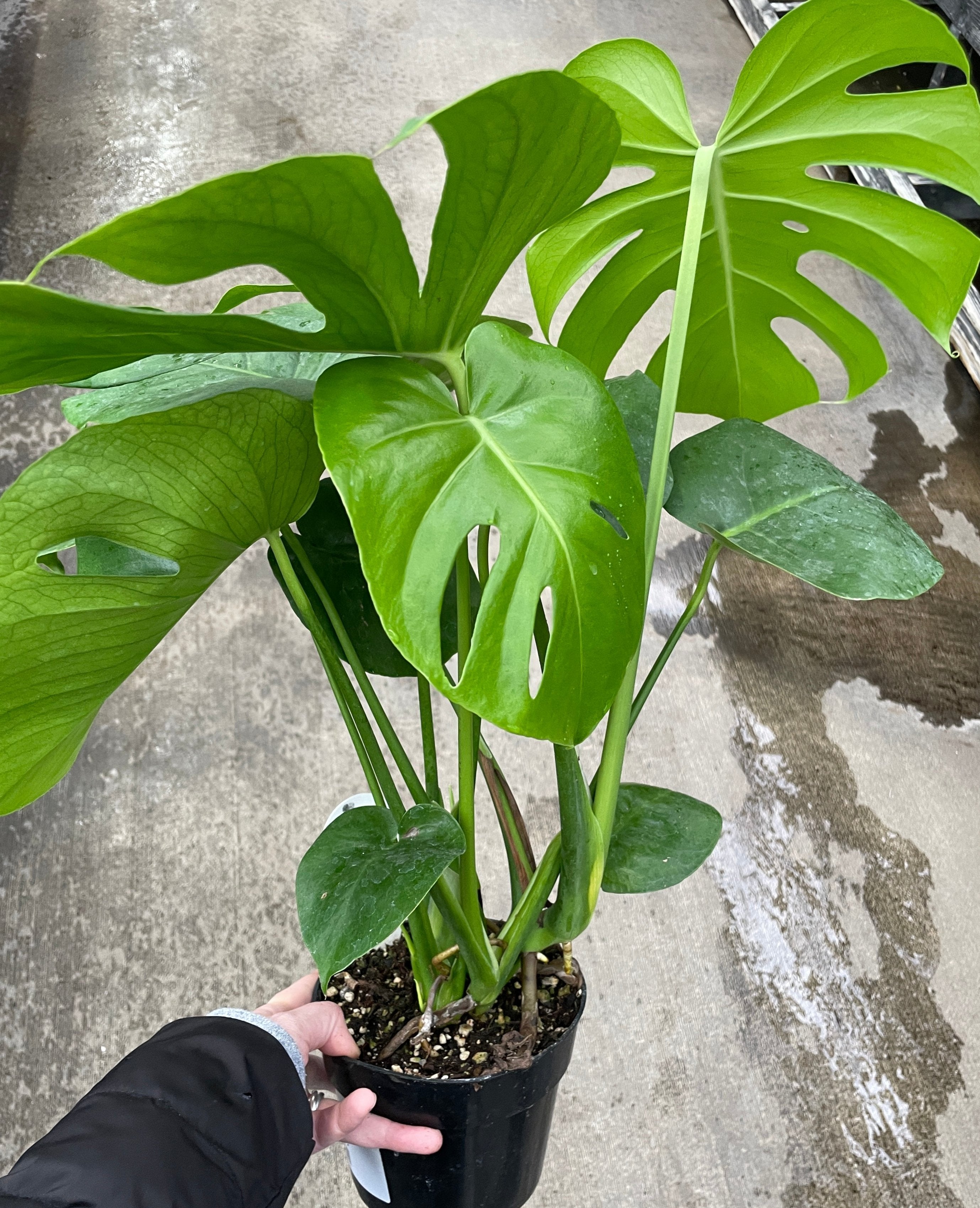 Monstera Deliciosa