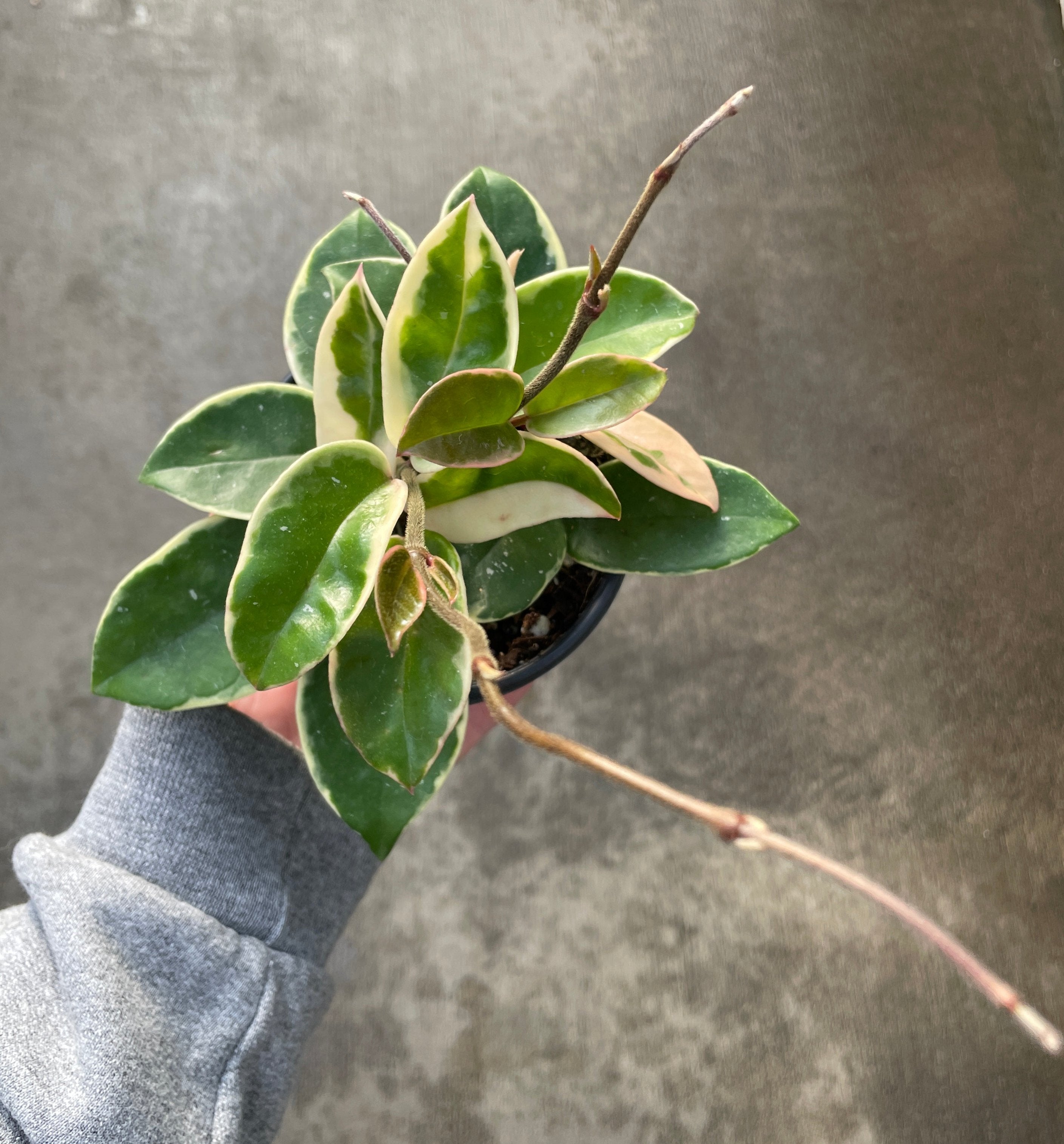 Hoya, Krimson Queen