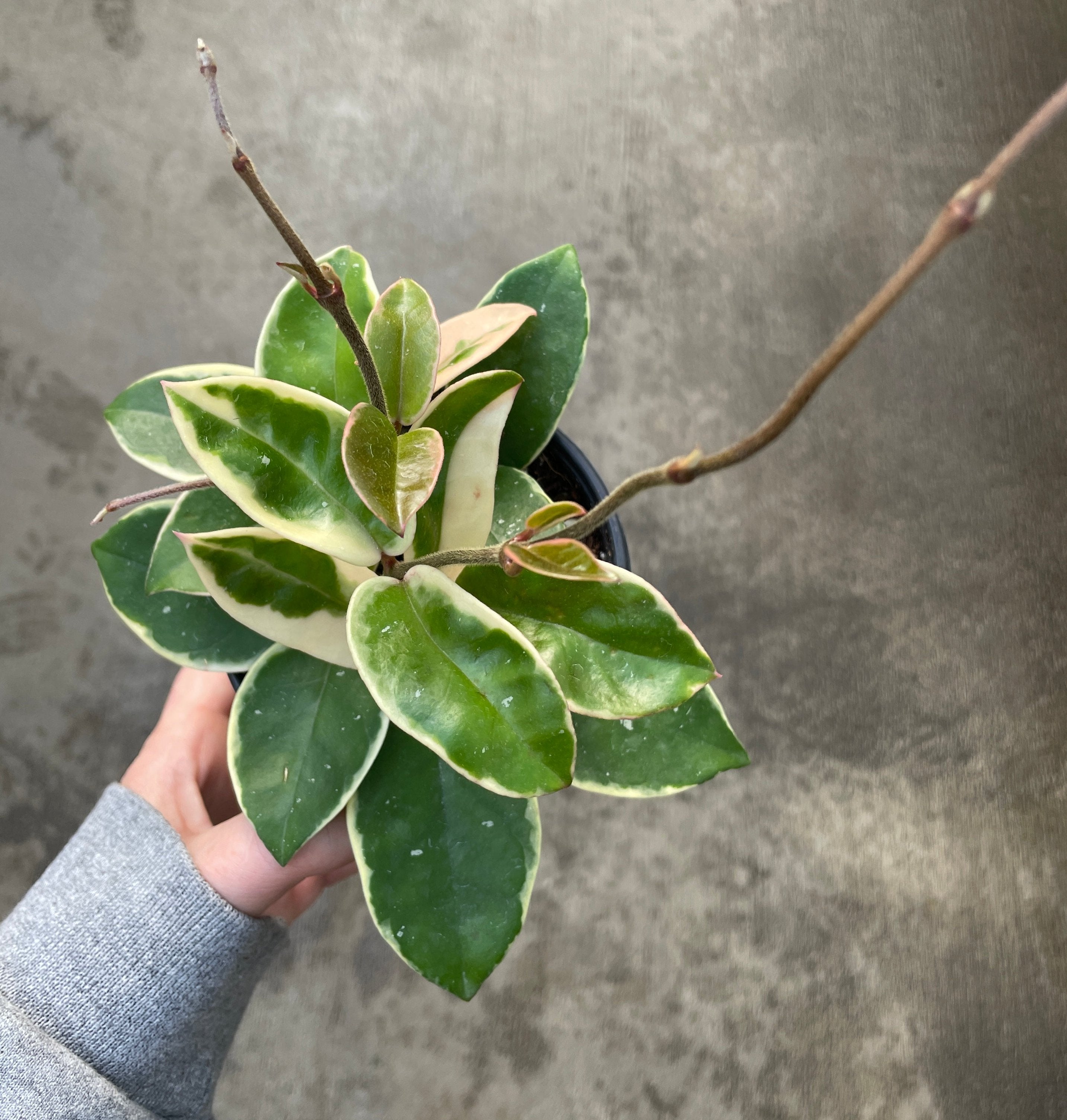 Hoya, Krimson Queen