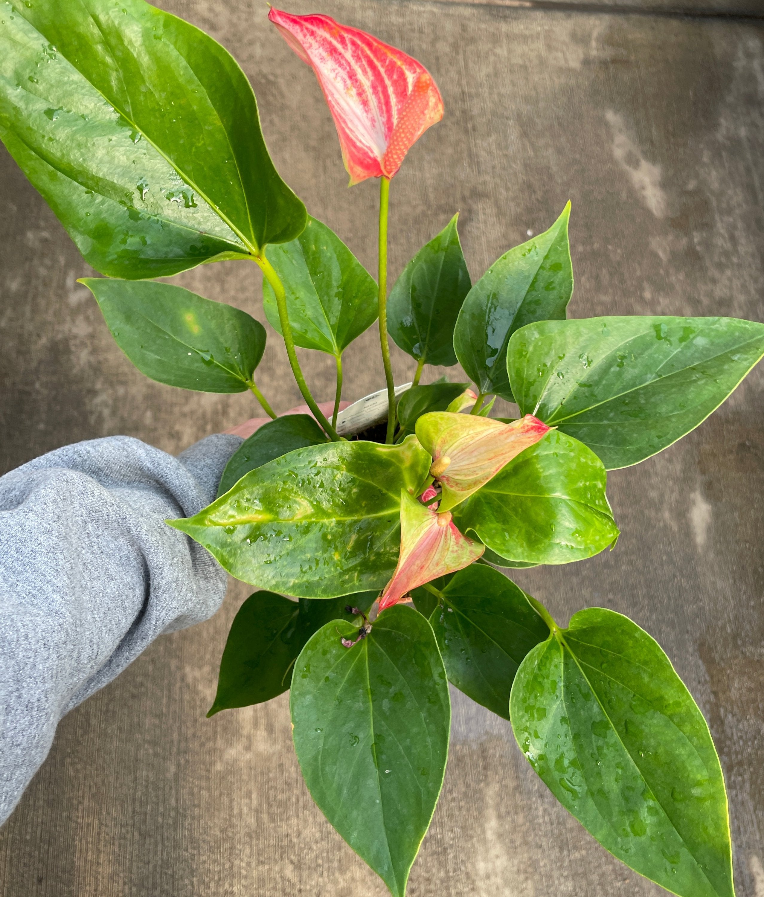 Anthurium