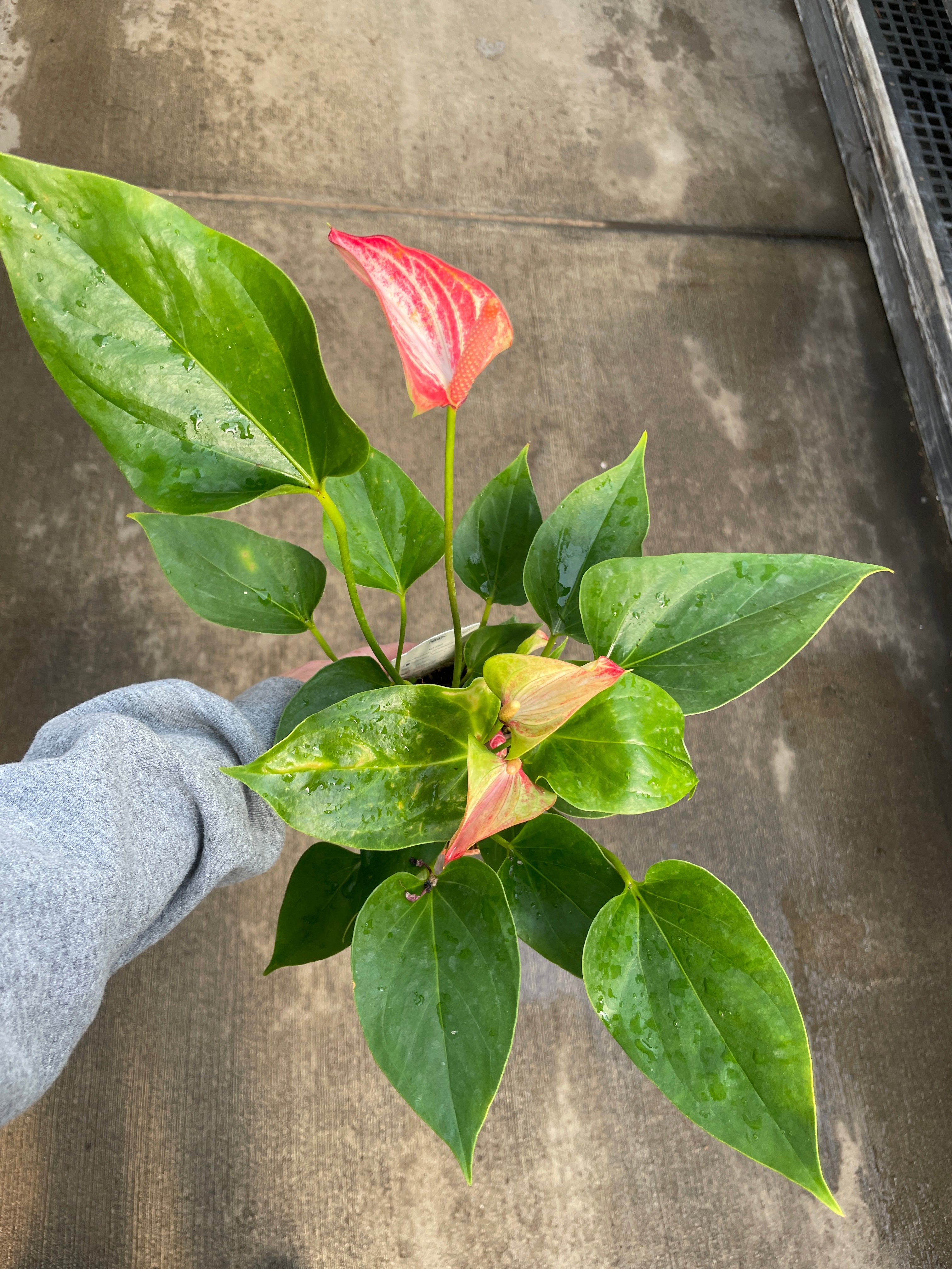 Anthurium