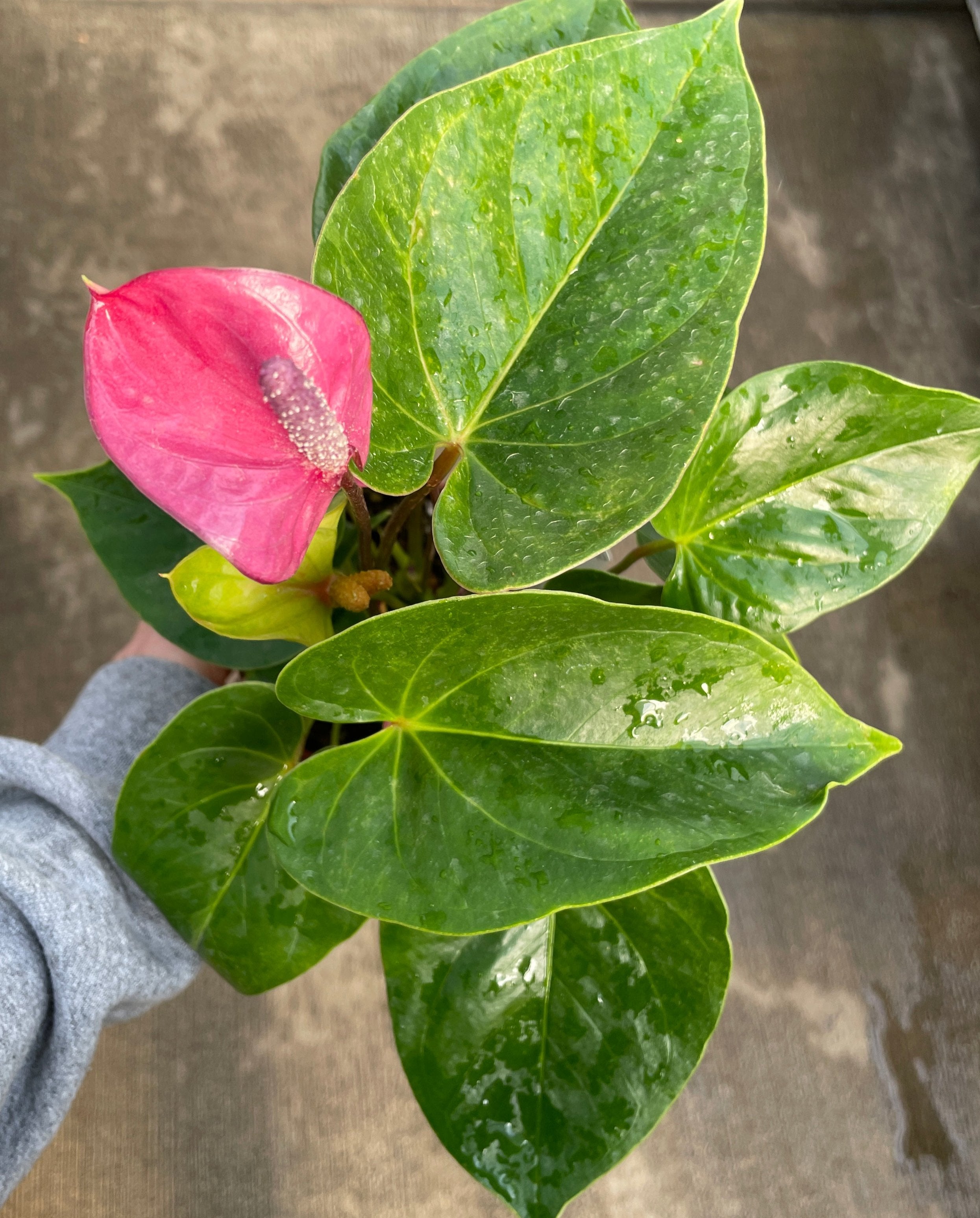 Anthurium