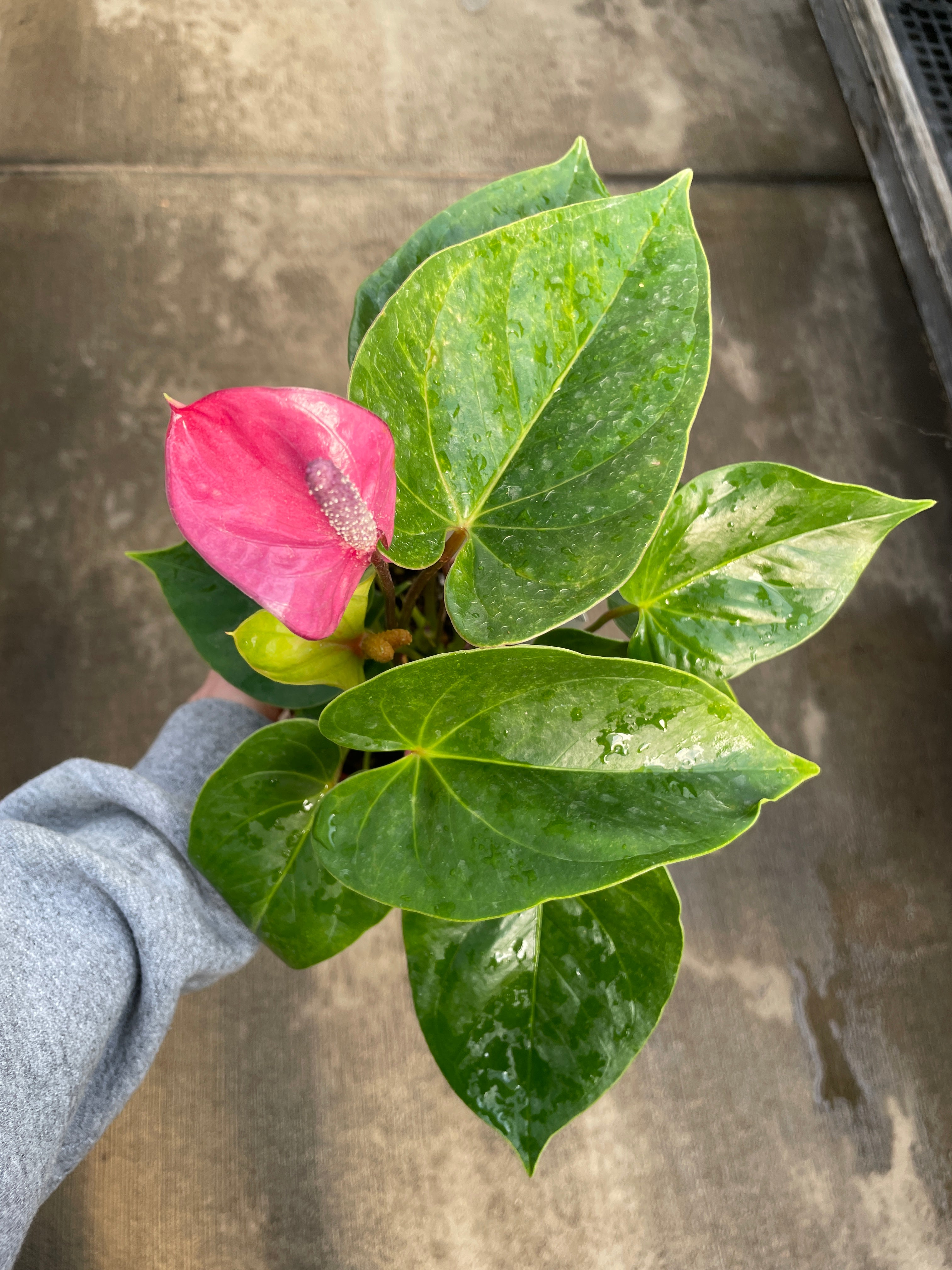 Anthurium