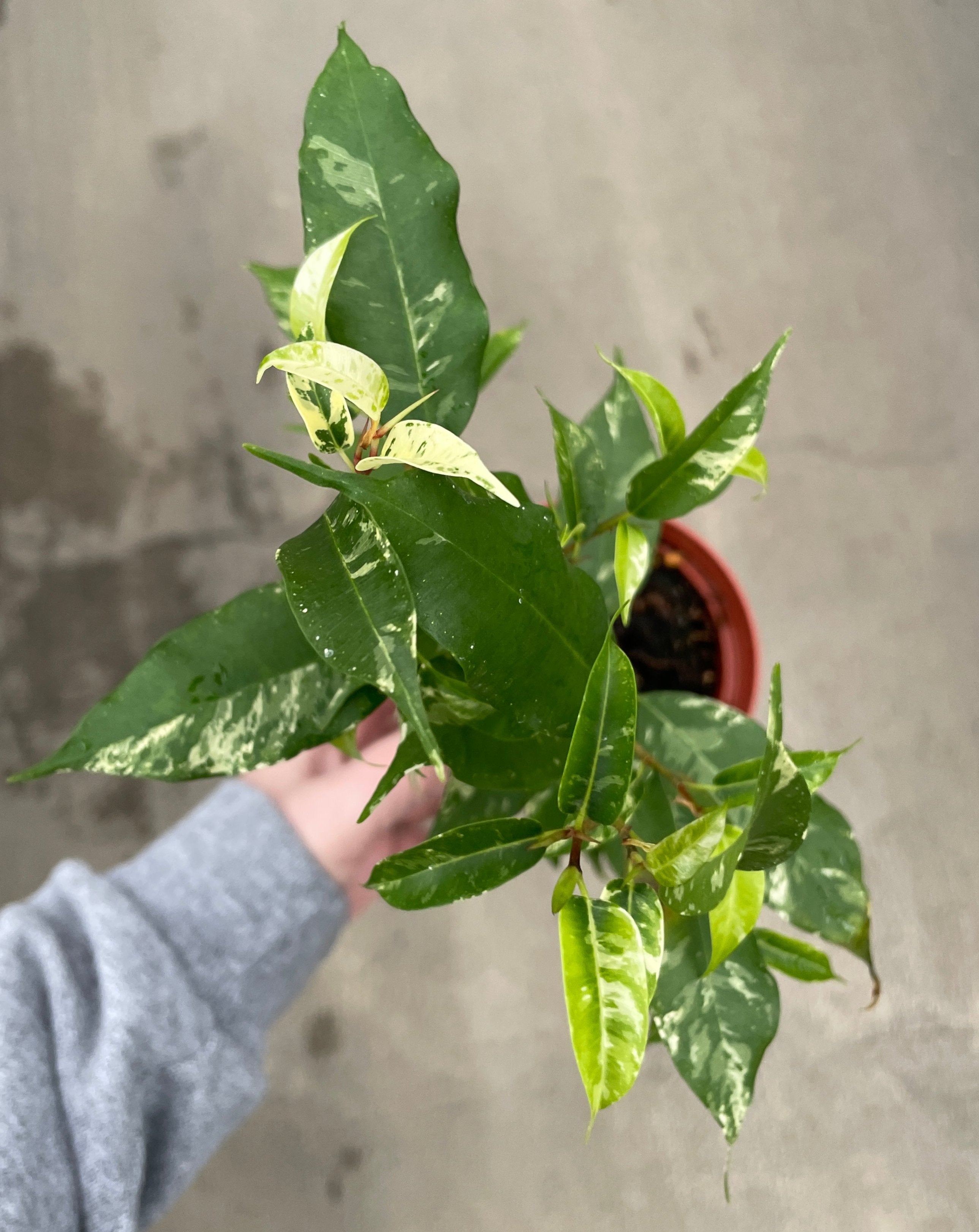 Ficus, Benjamina "El Dorado"