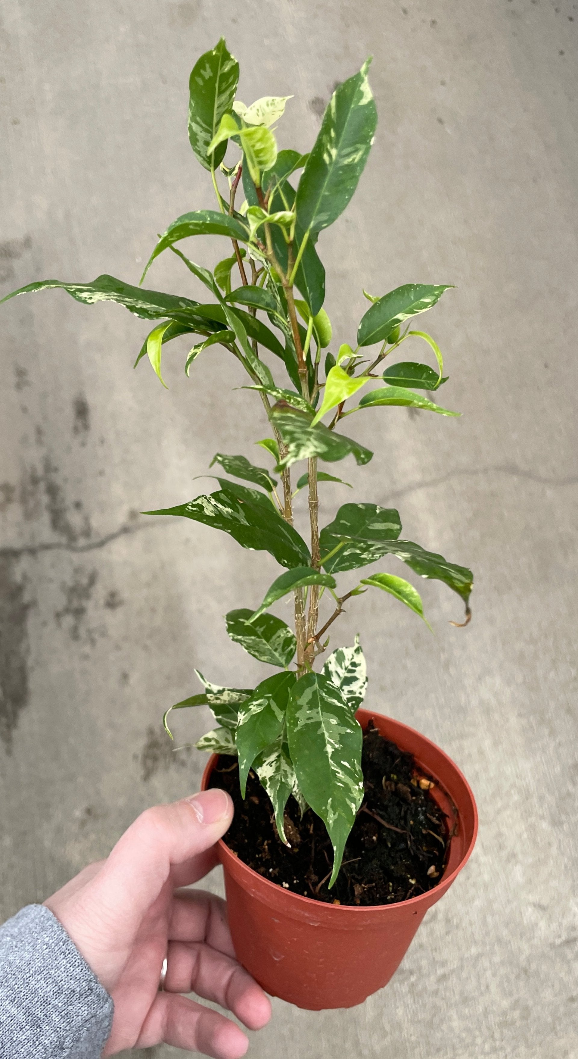 Ficus, Benjamina "El Dorado"