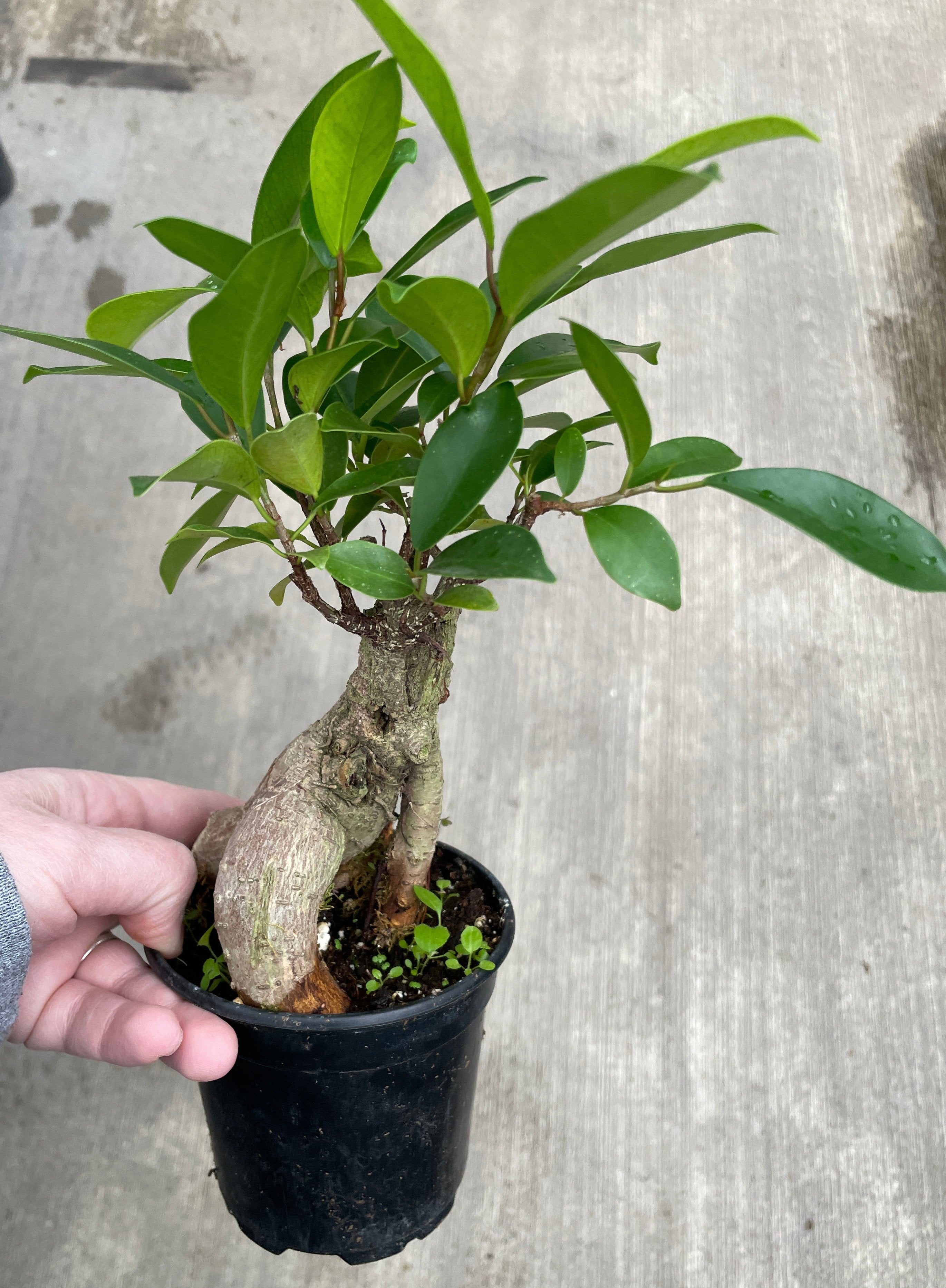 Ficus, Ginseng