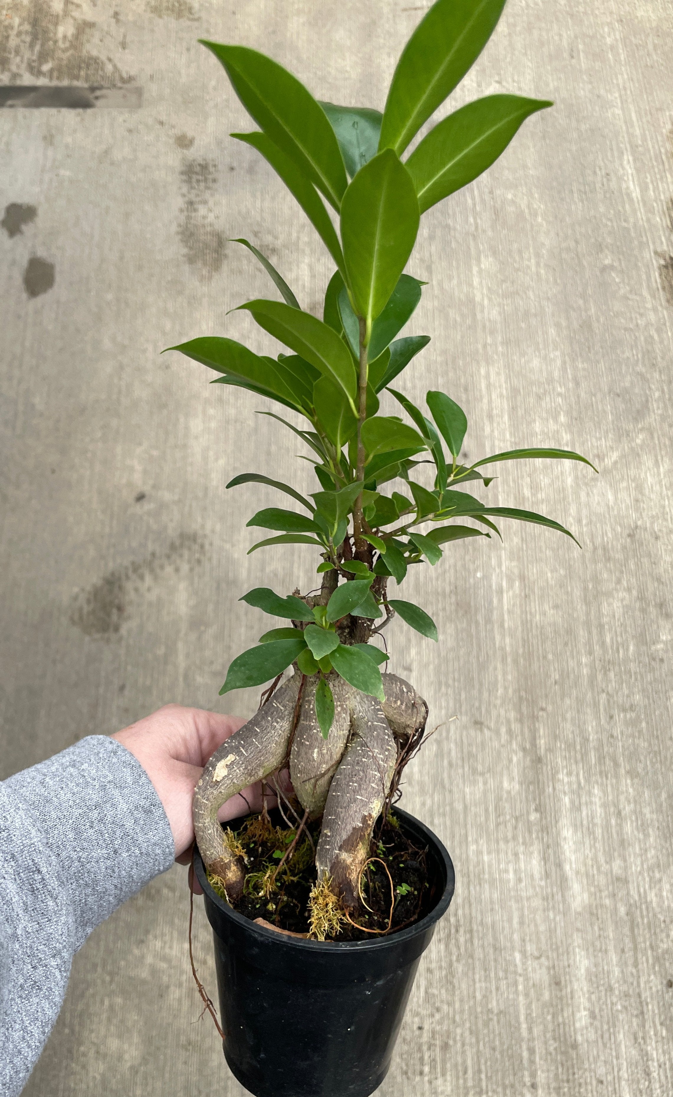 Ficus, Ginseng