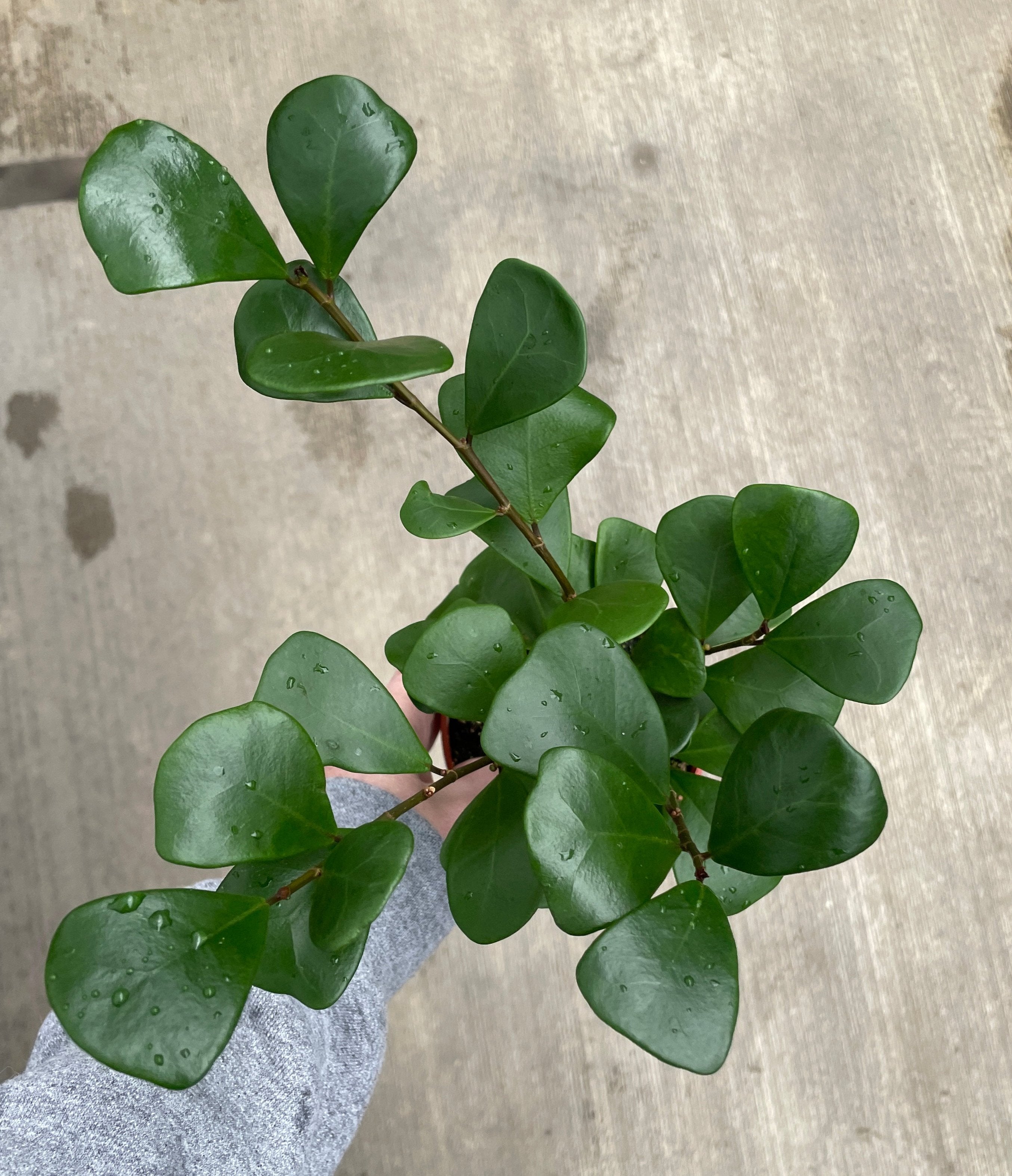 Ficus, Triangularis