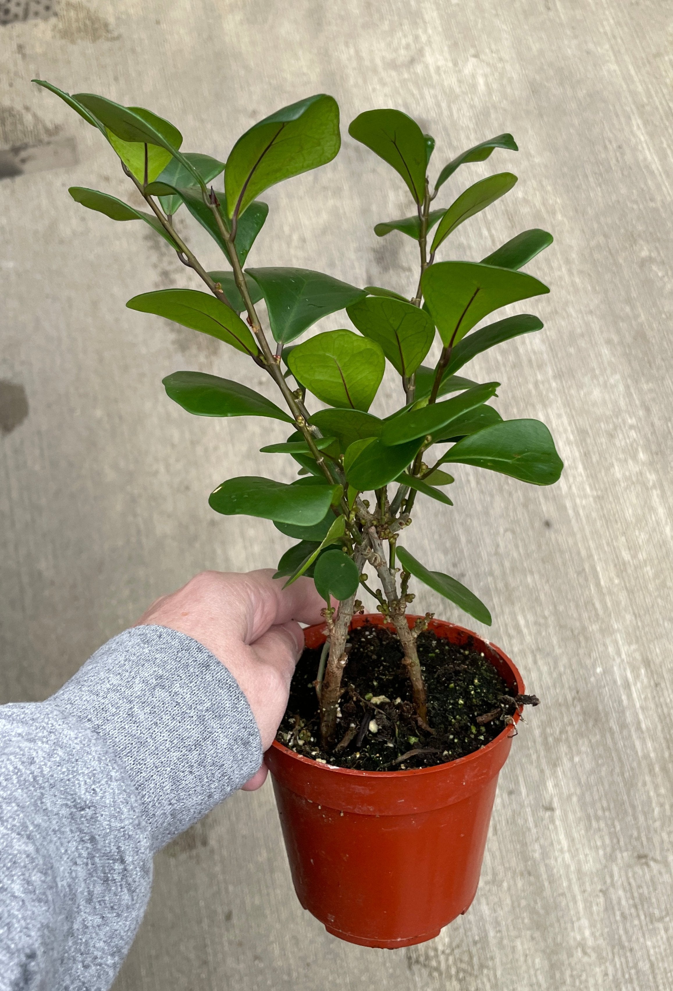 Ficus, Triangularis