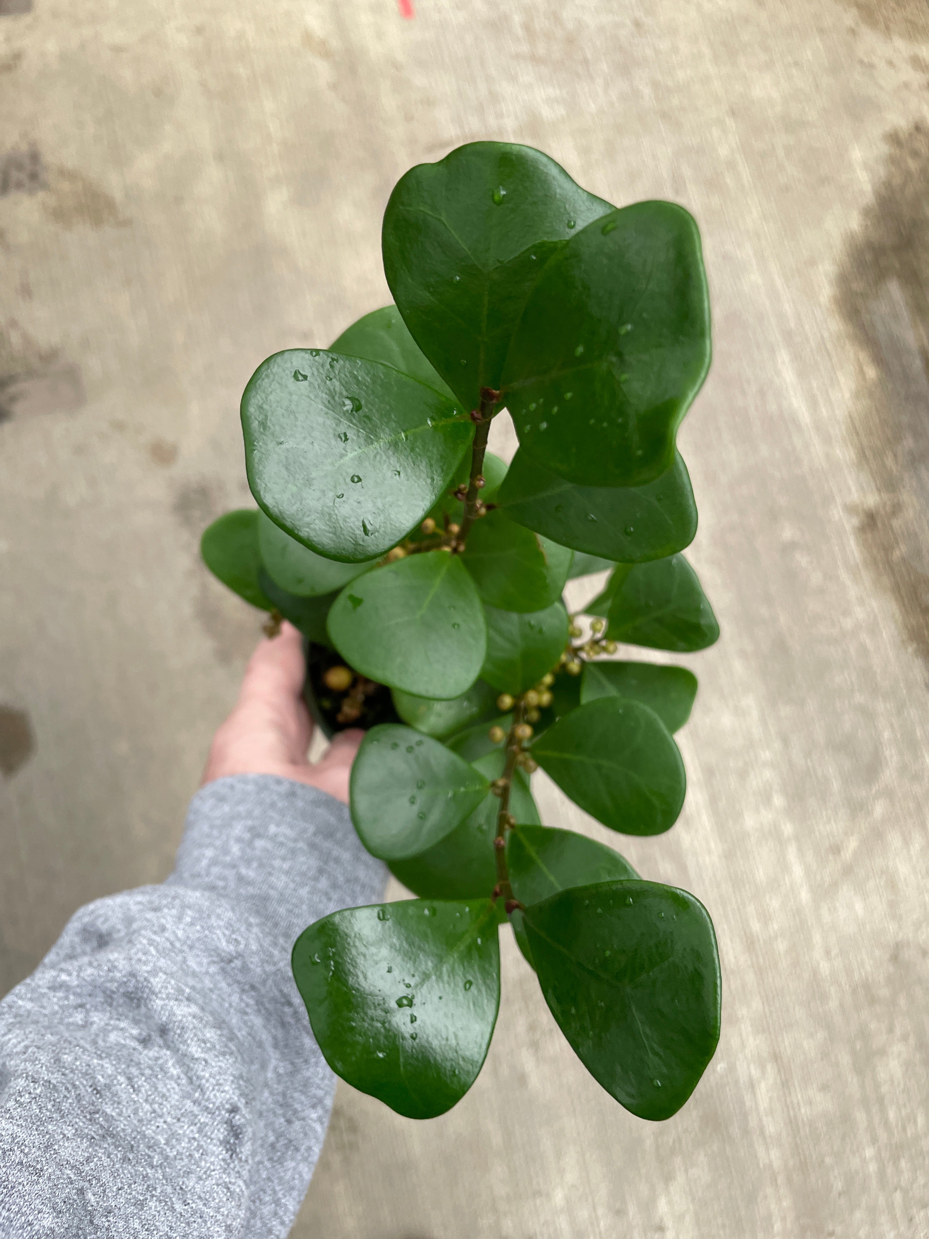 Ficus, Triangularis