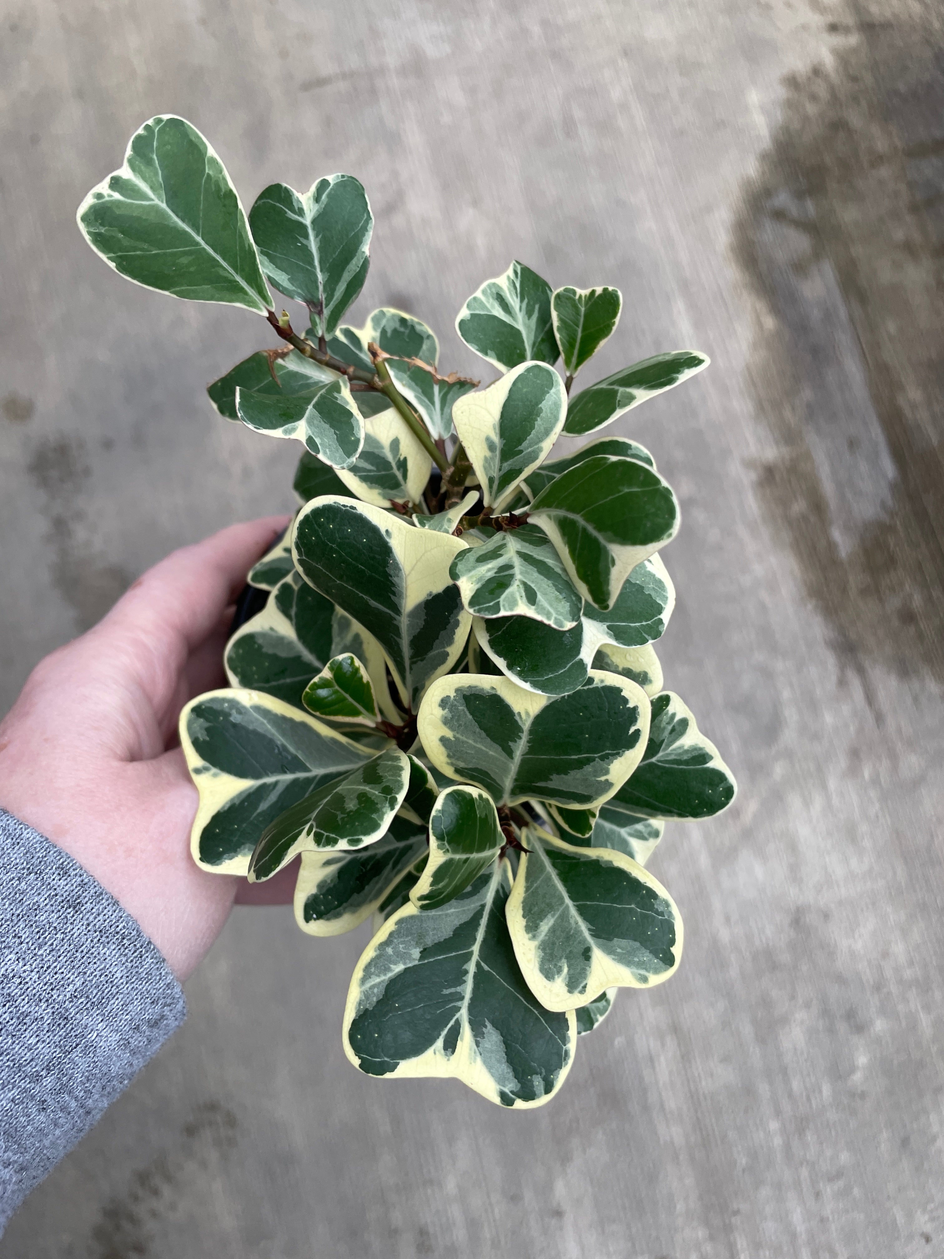 Ficus, Triangularis