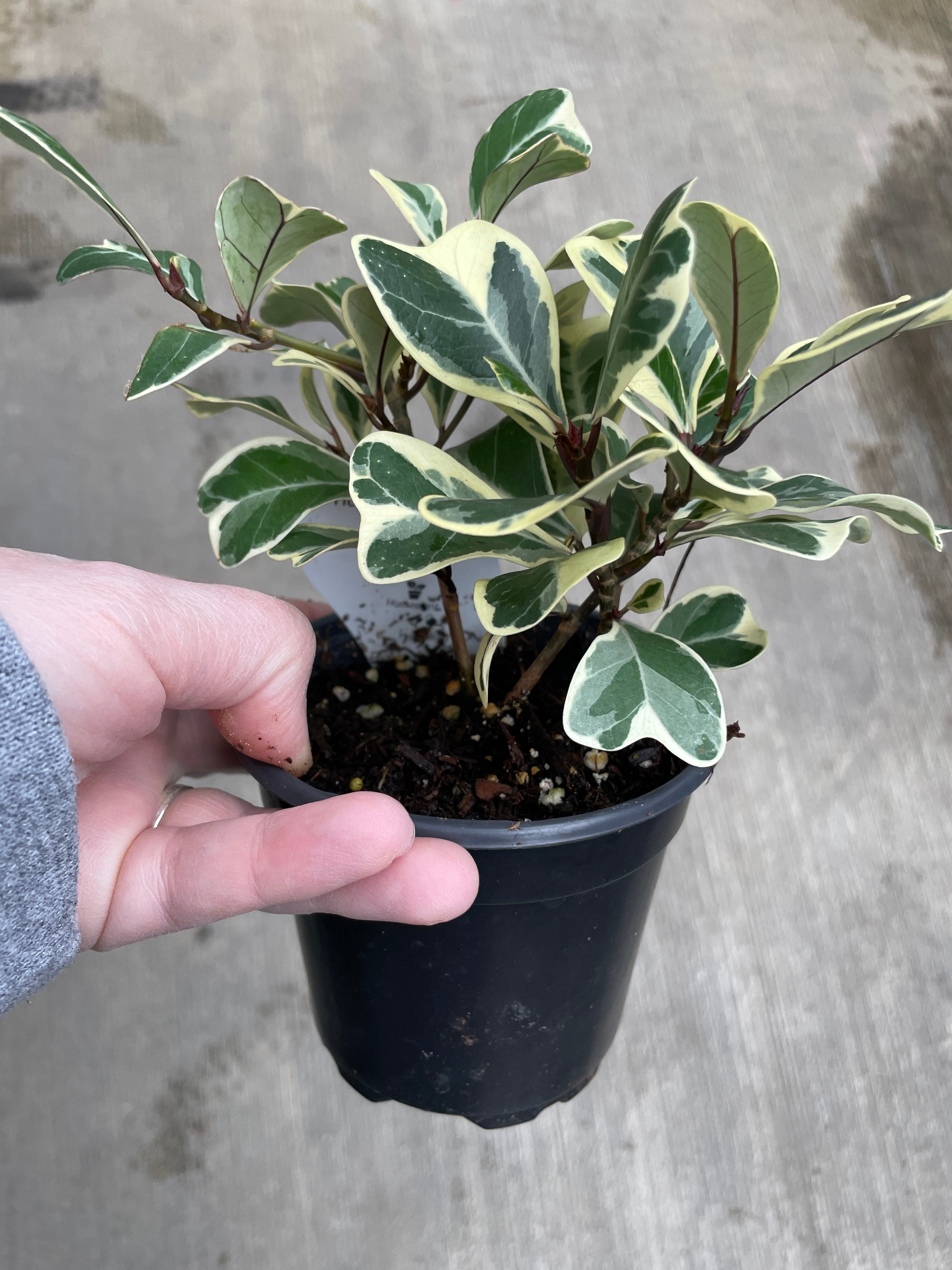 Ficus, Triangularis