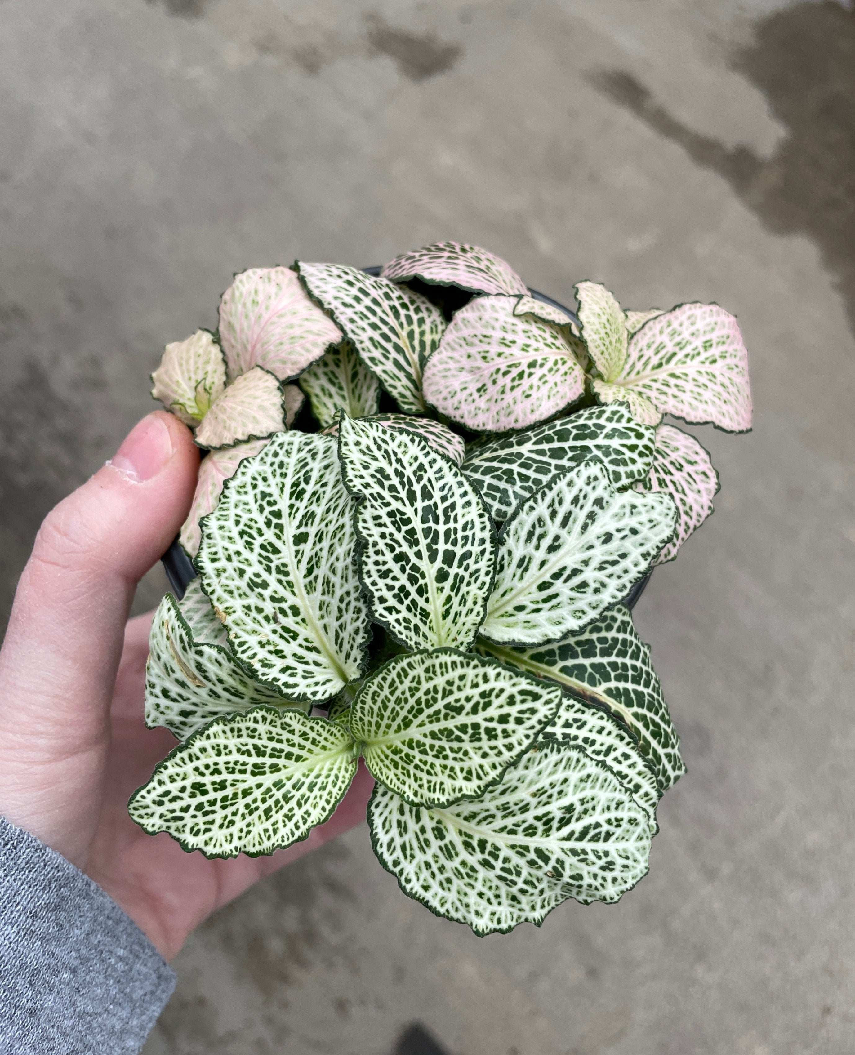 Fittonia Albivenis