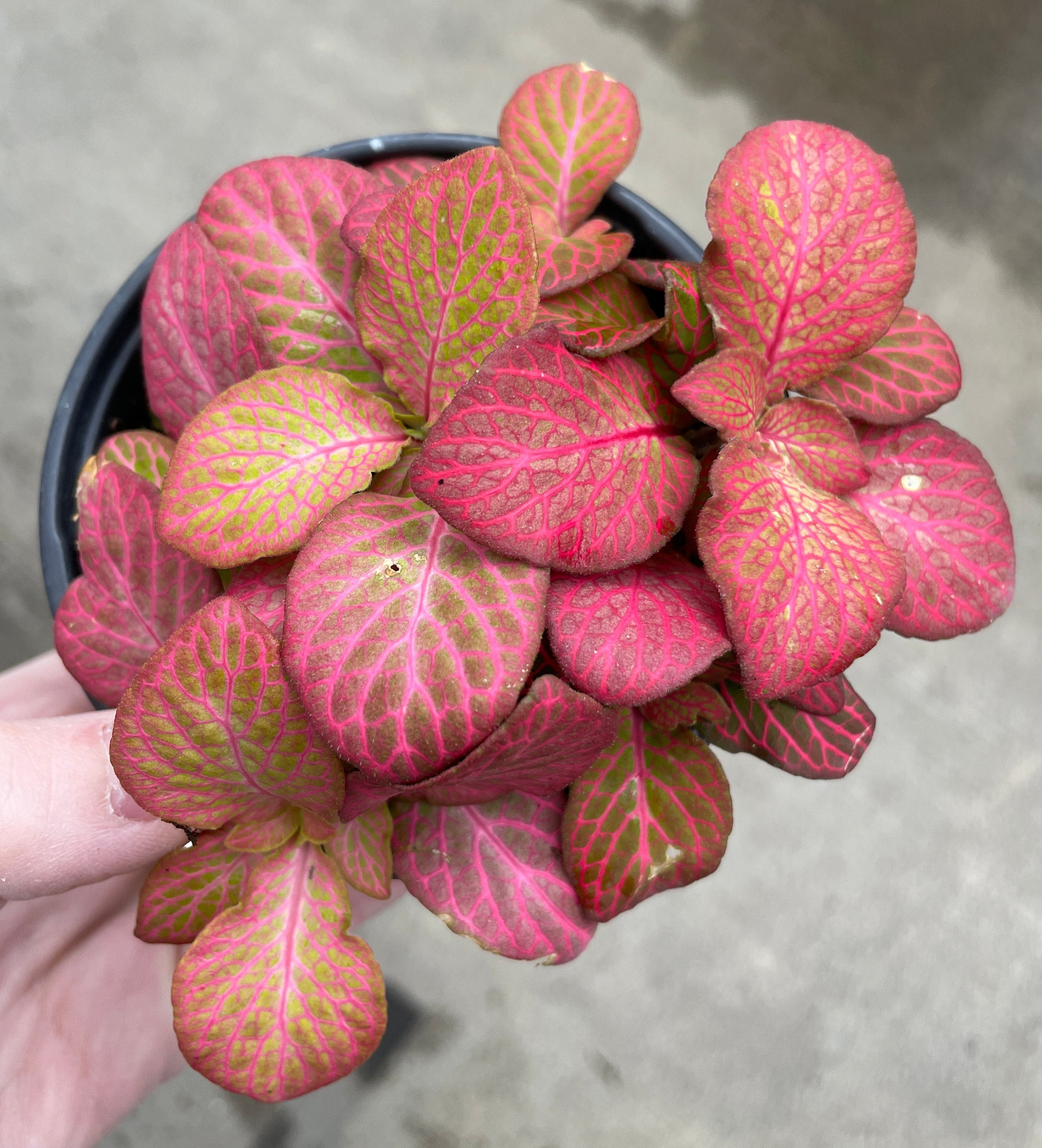 Fittonia Albivenis