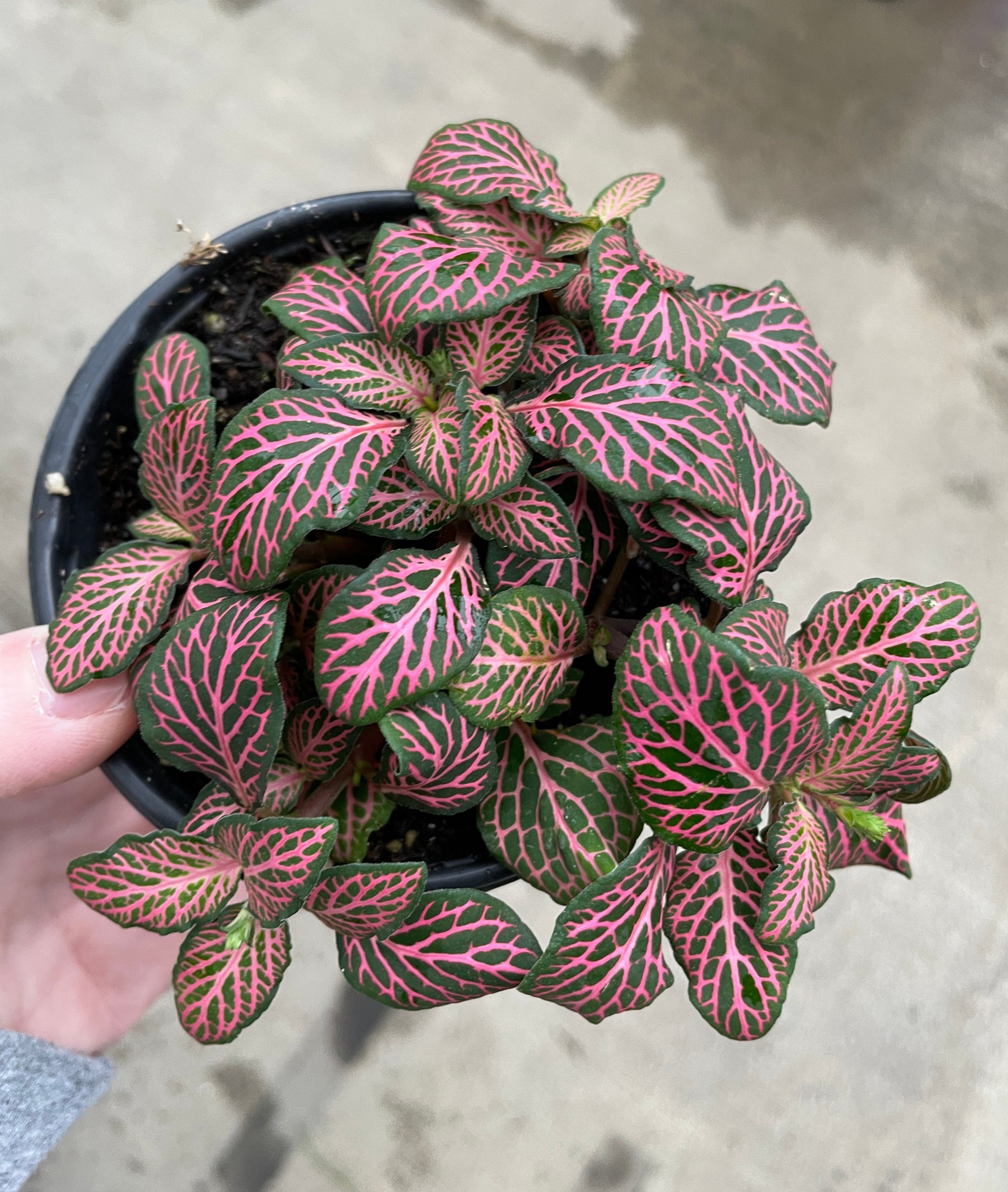 Fittonia Albivenis