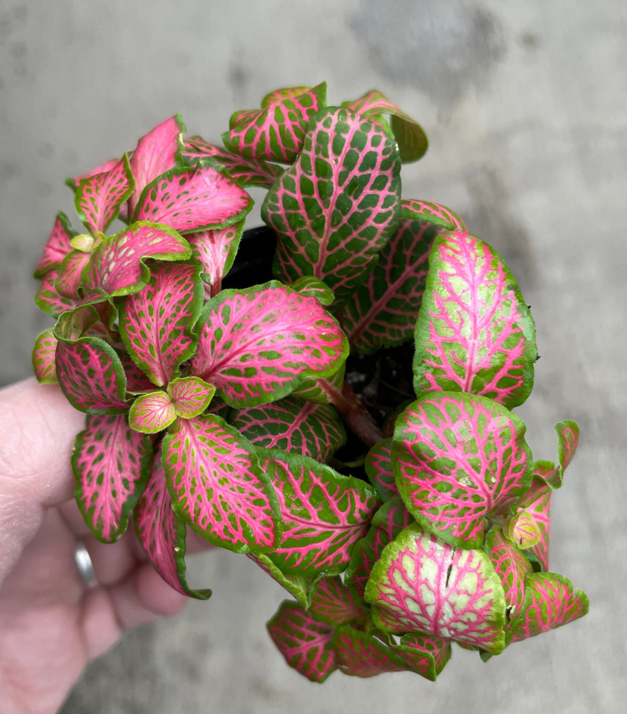 Fittonia Albivenis