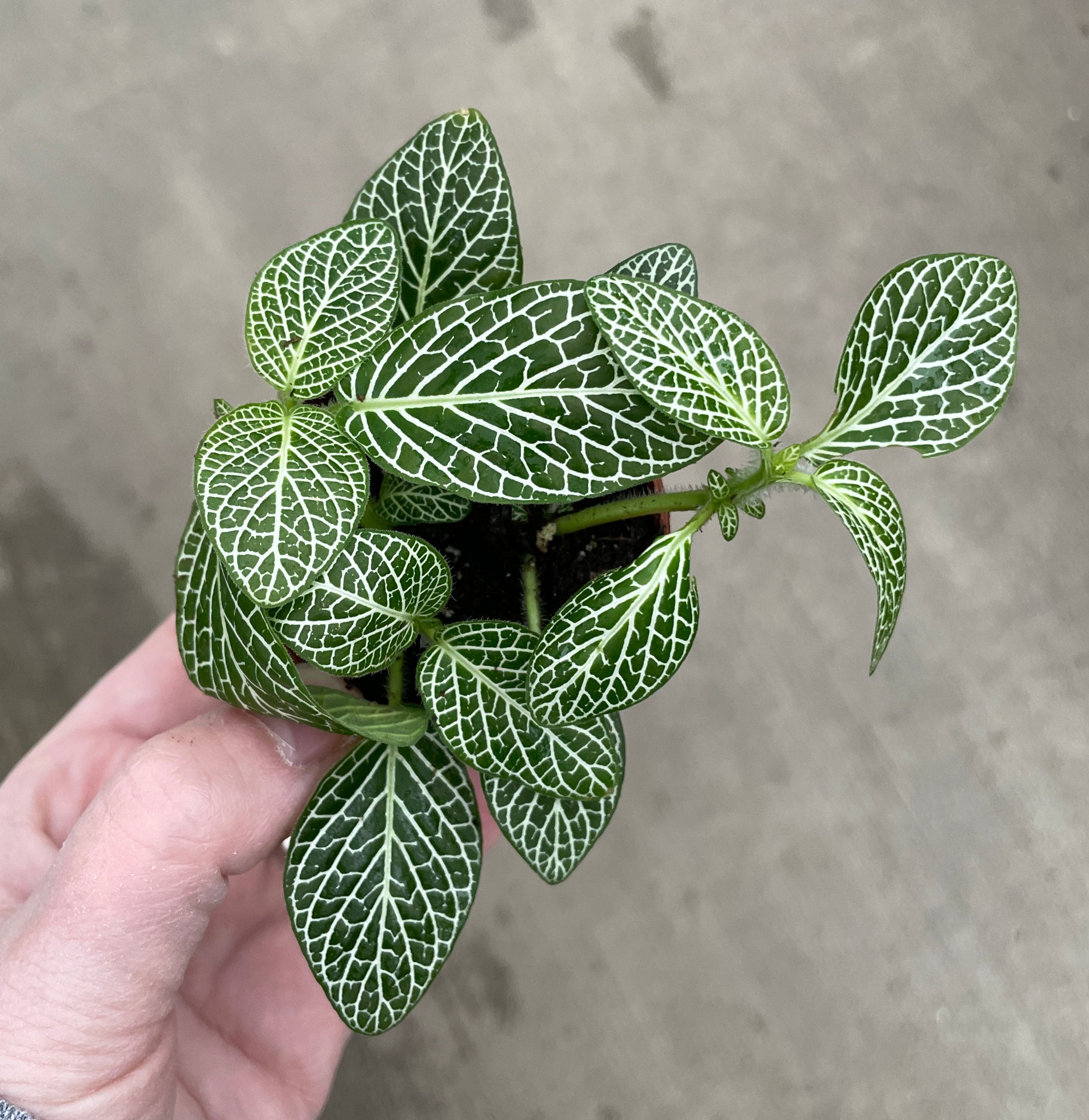 Fittonia Albivenis