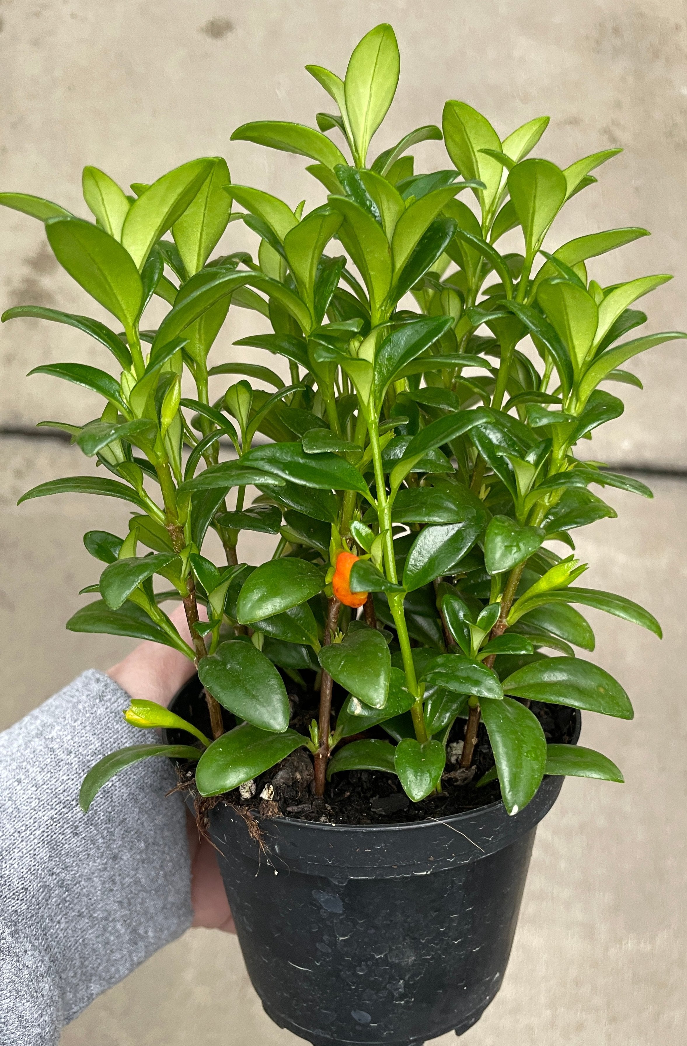 Goldfish Plant