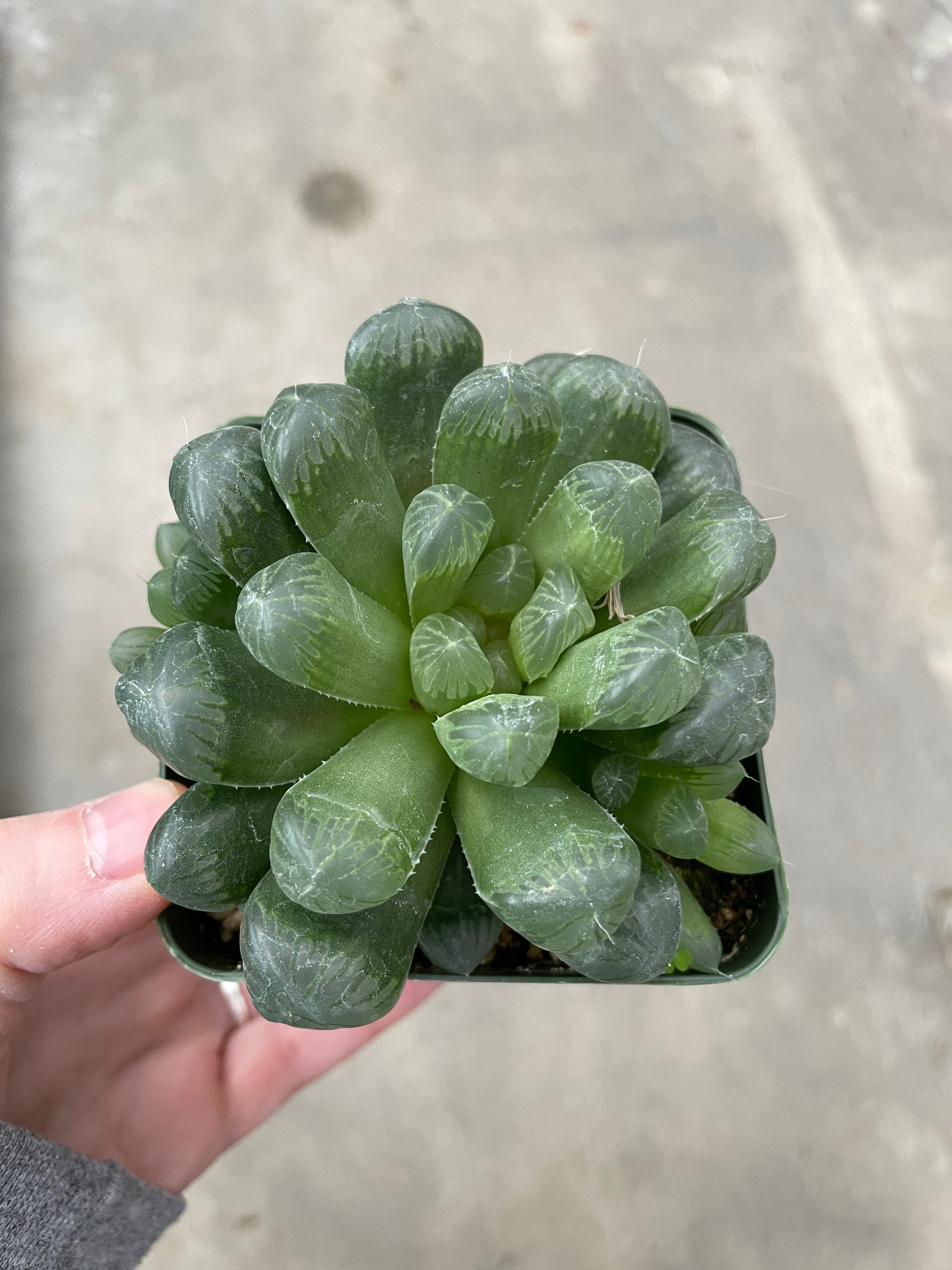 Cooper's Haworthia