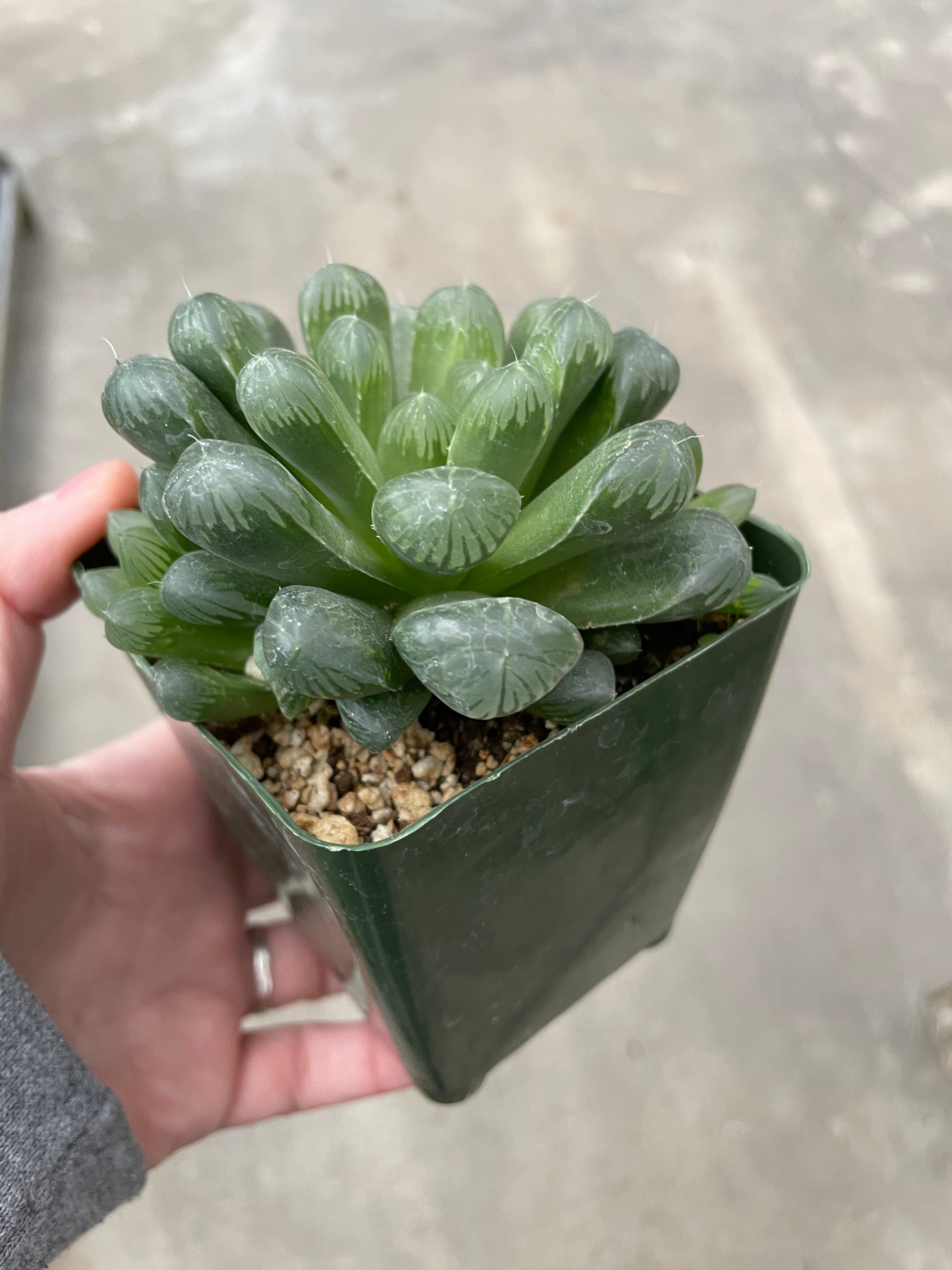 Cooper's Haworthia