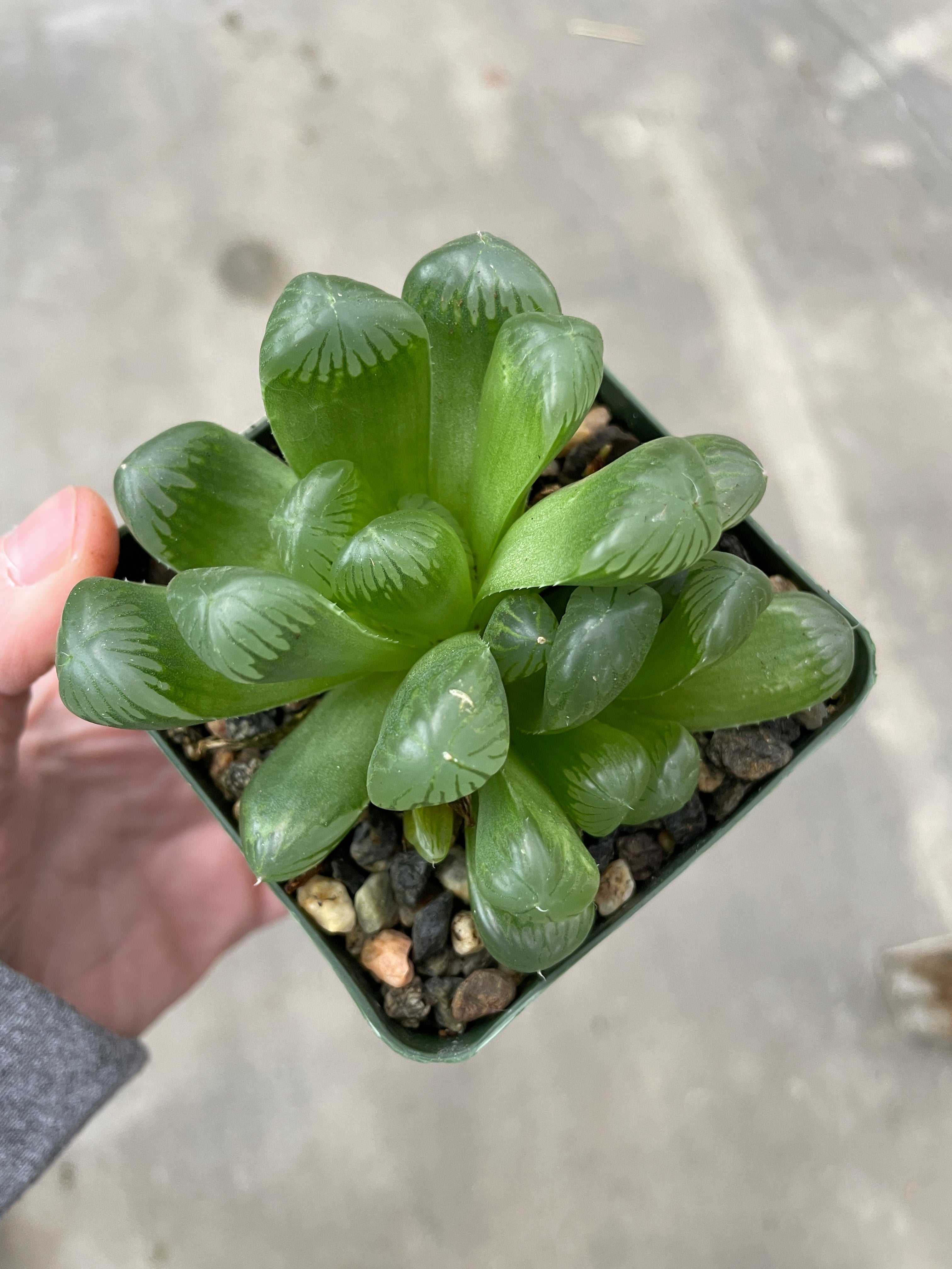 Cooper's Haworthia