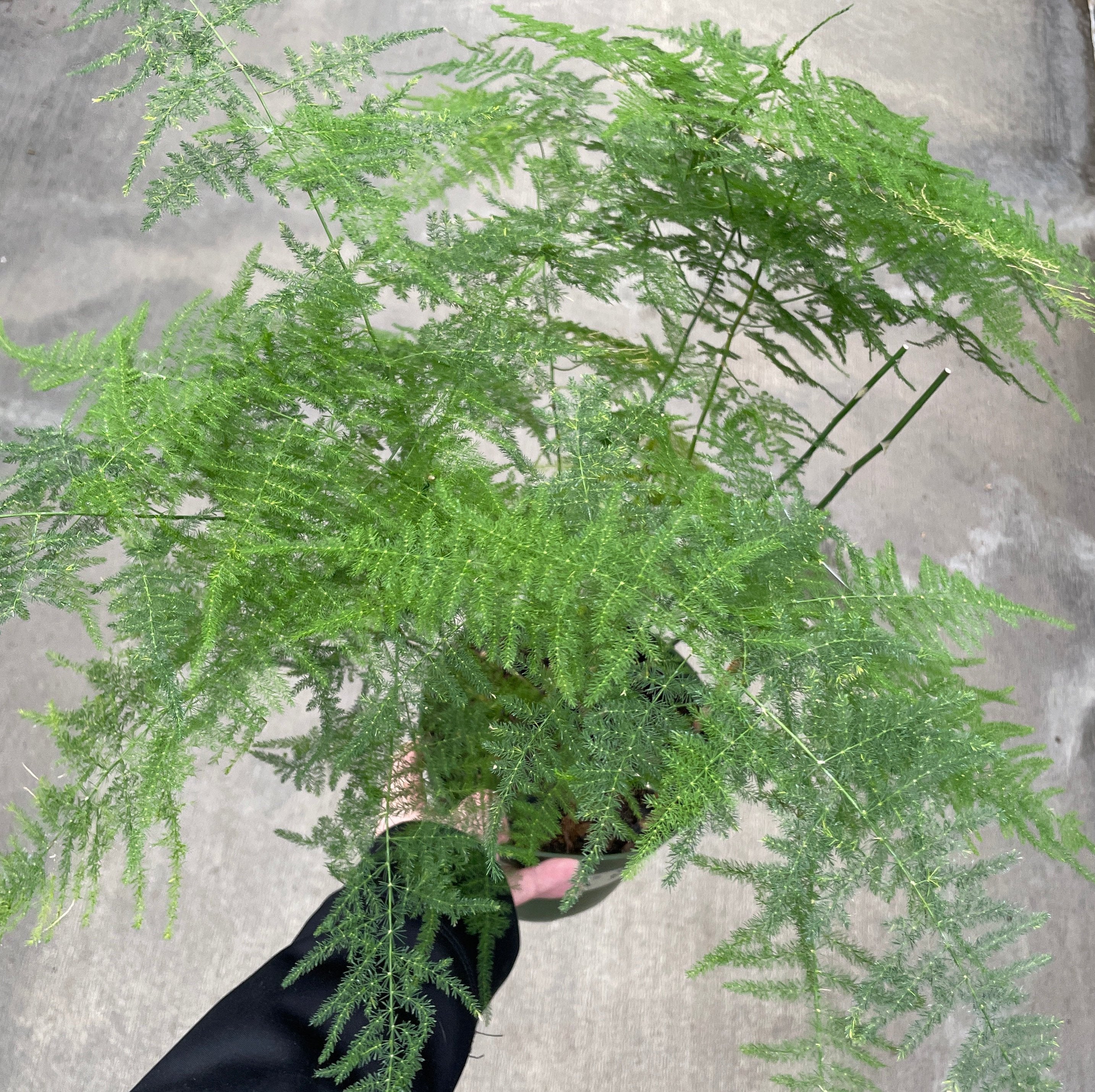 Fern, Asparagus