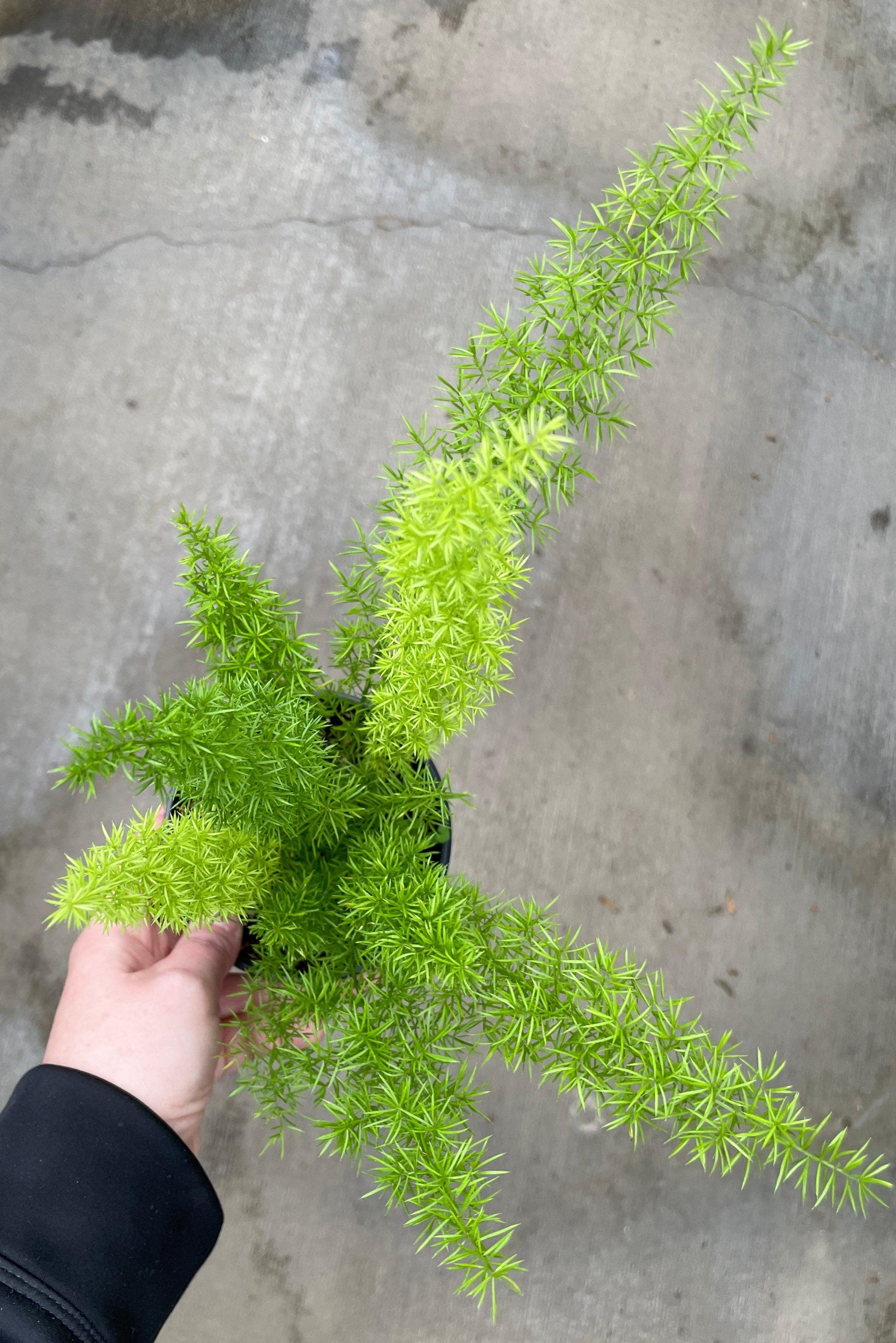 Fern, Asparagus