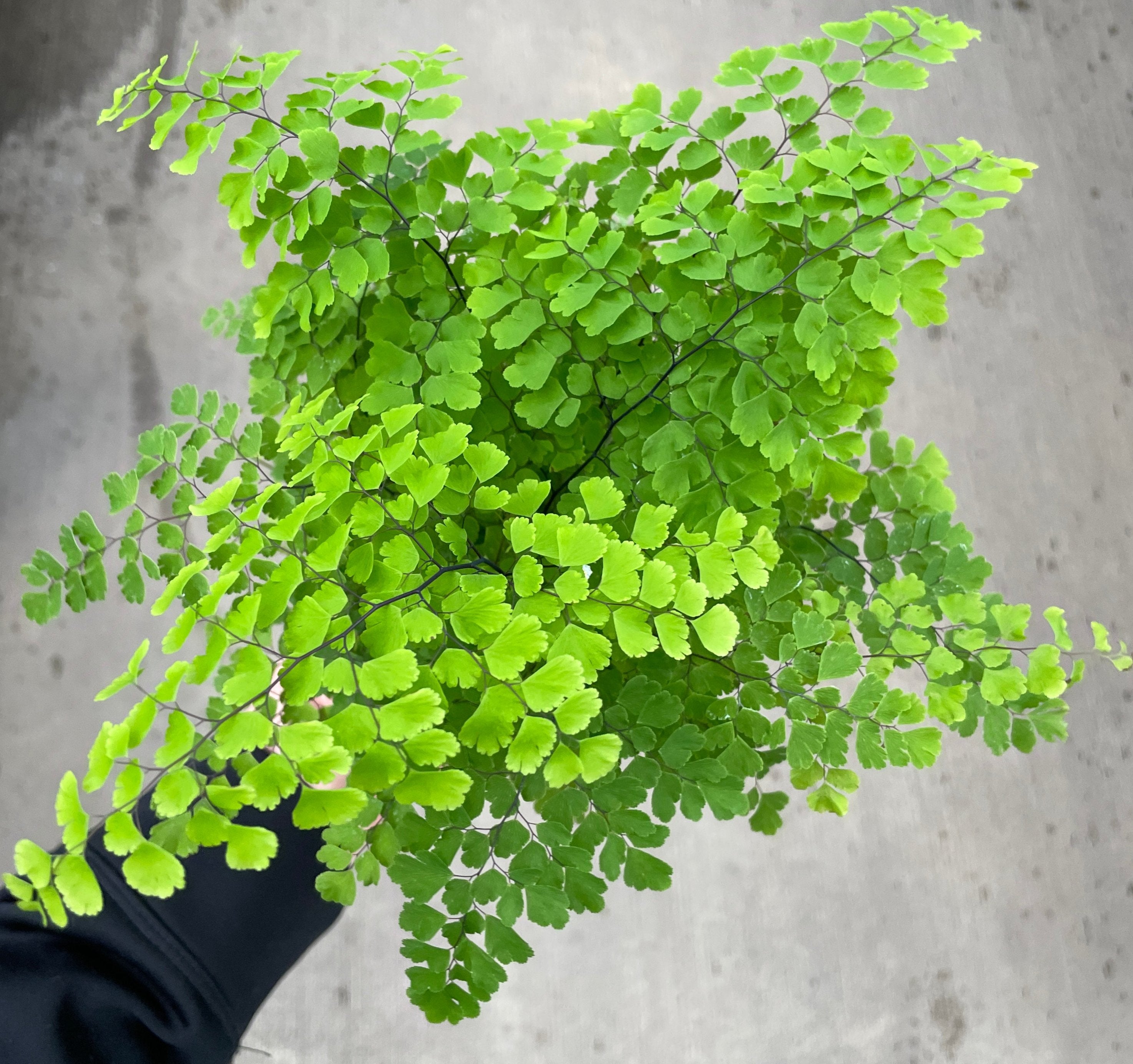 Fern, Maidenhair