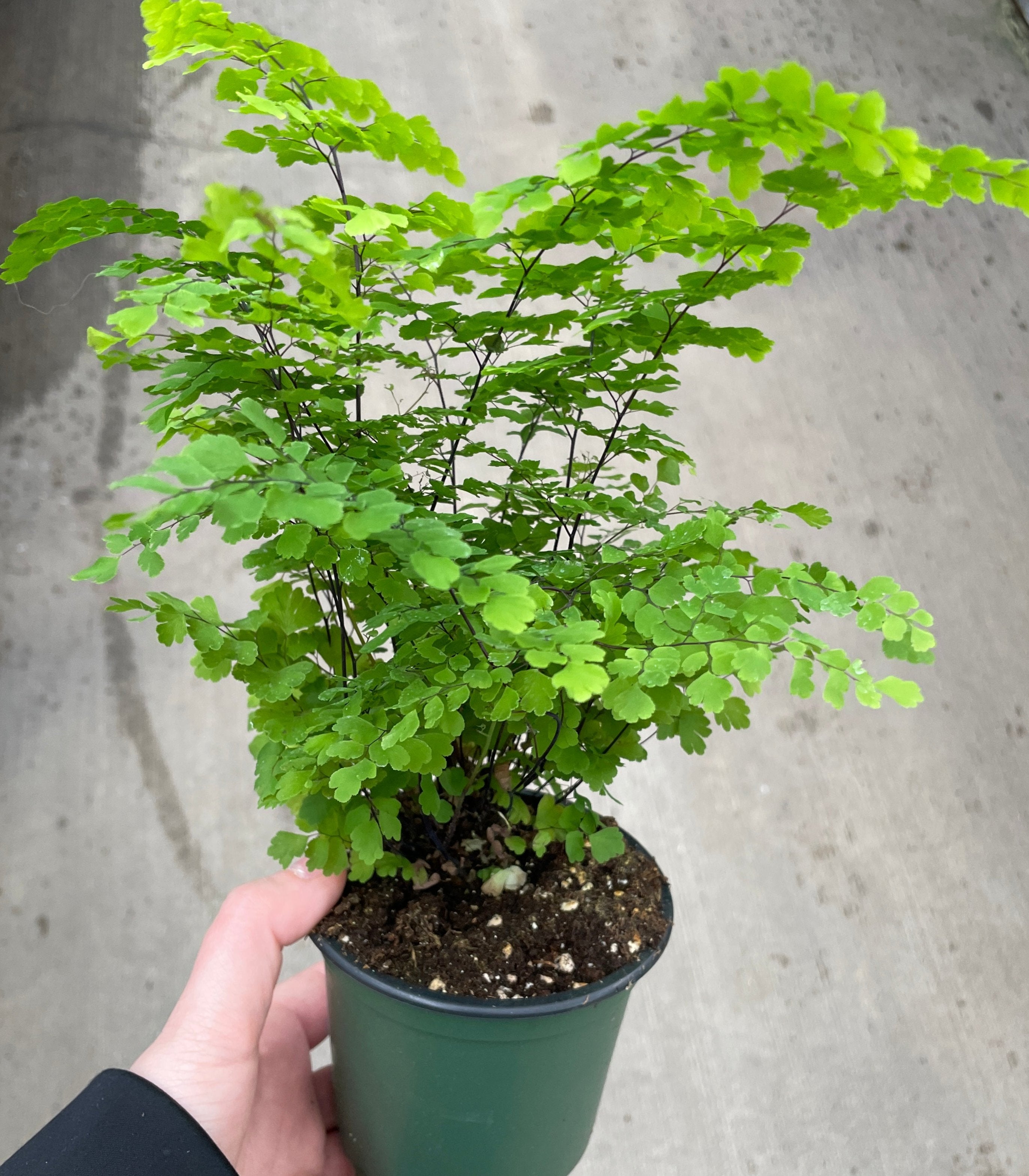 Fern, Maidenhair