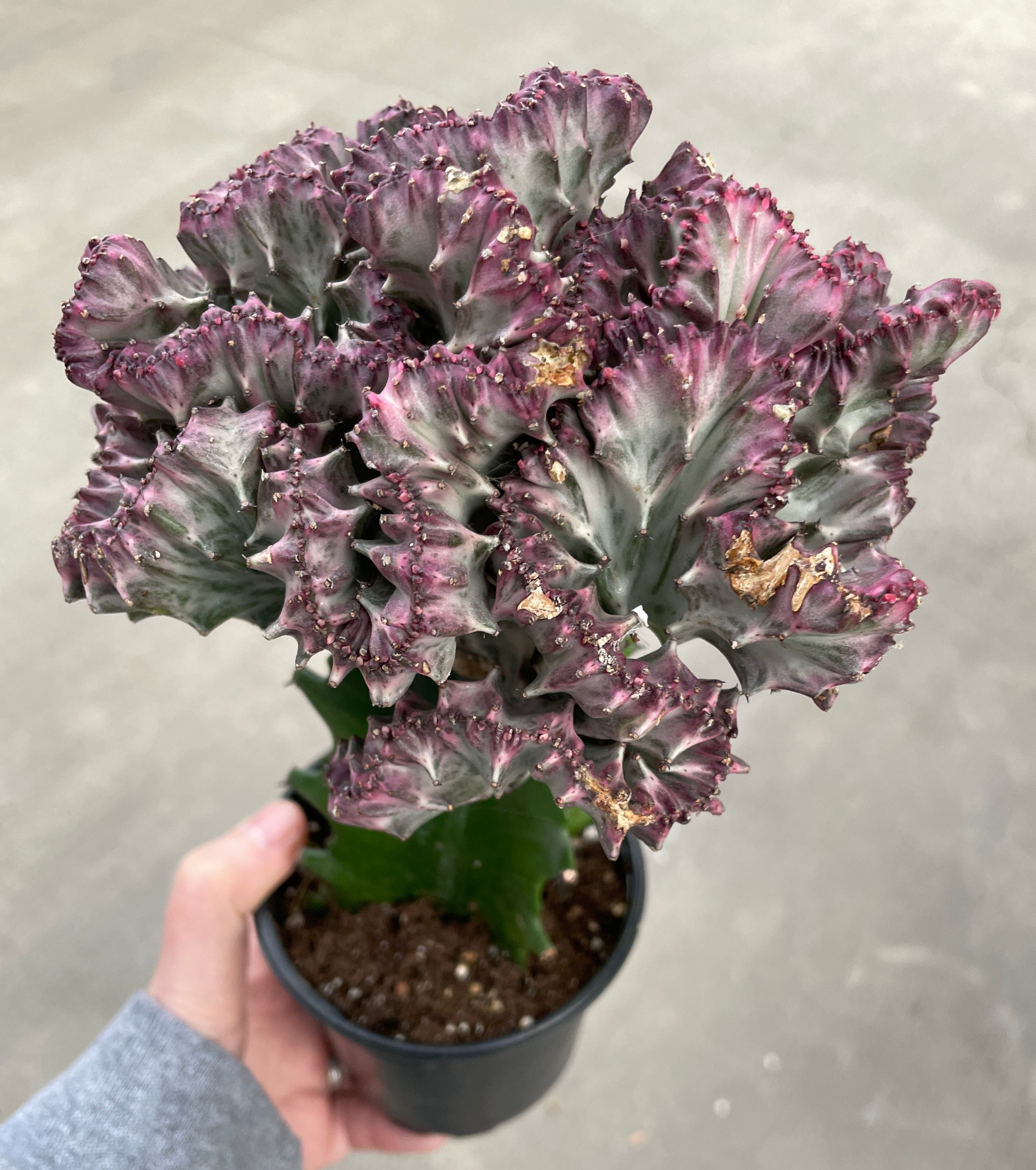 Euphorbia, Crested