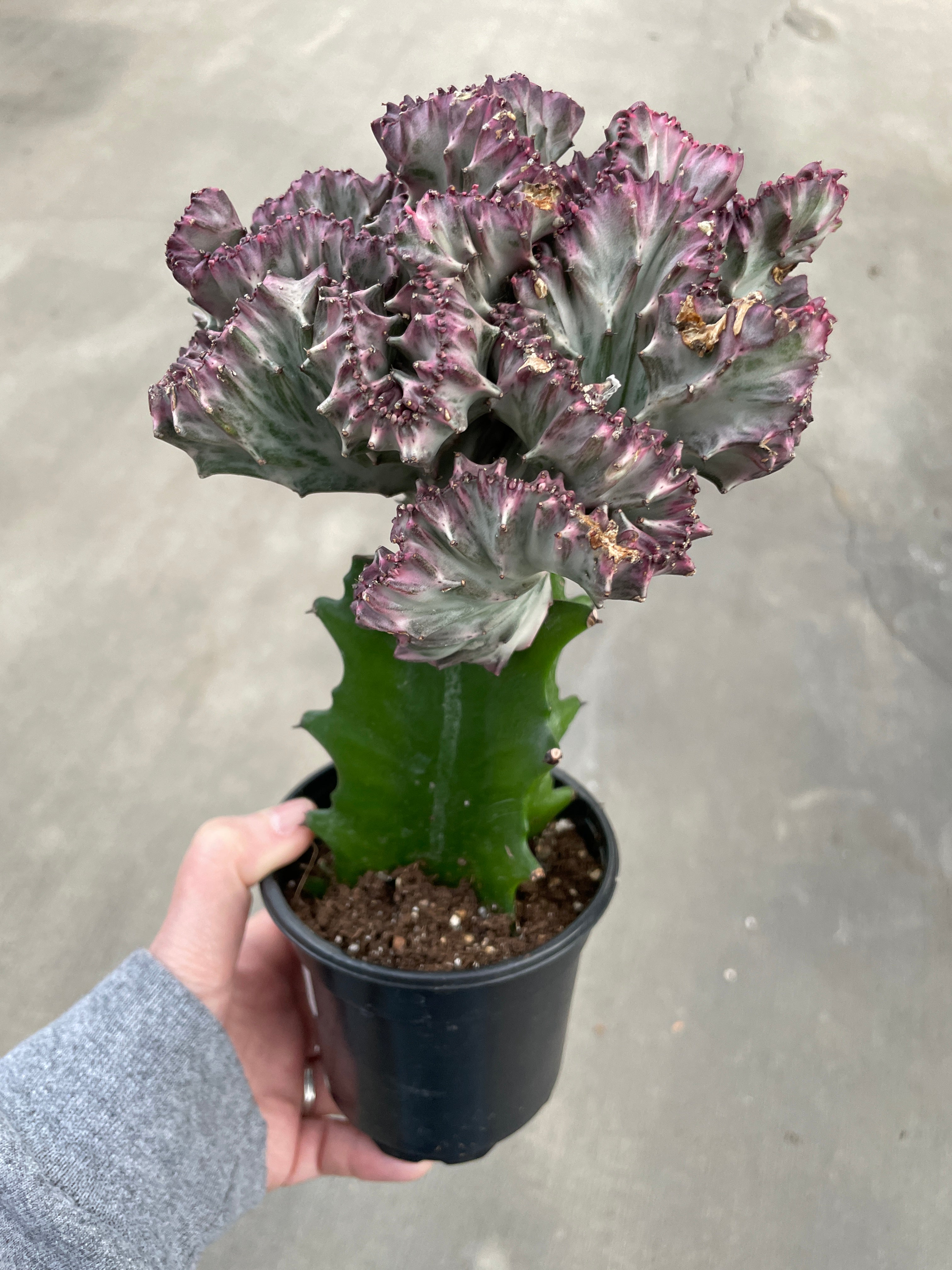 Euphorbia, Crested