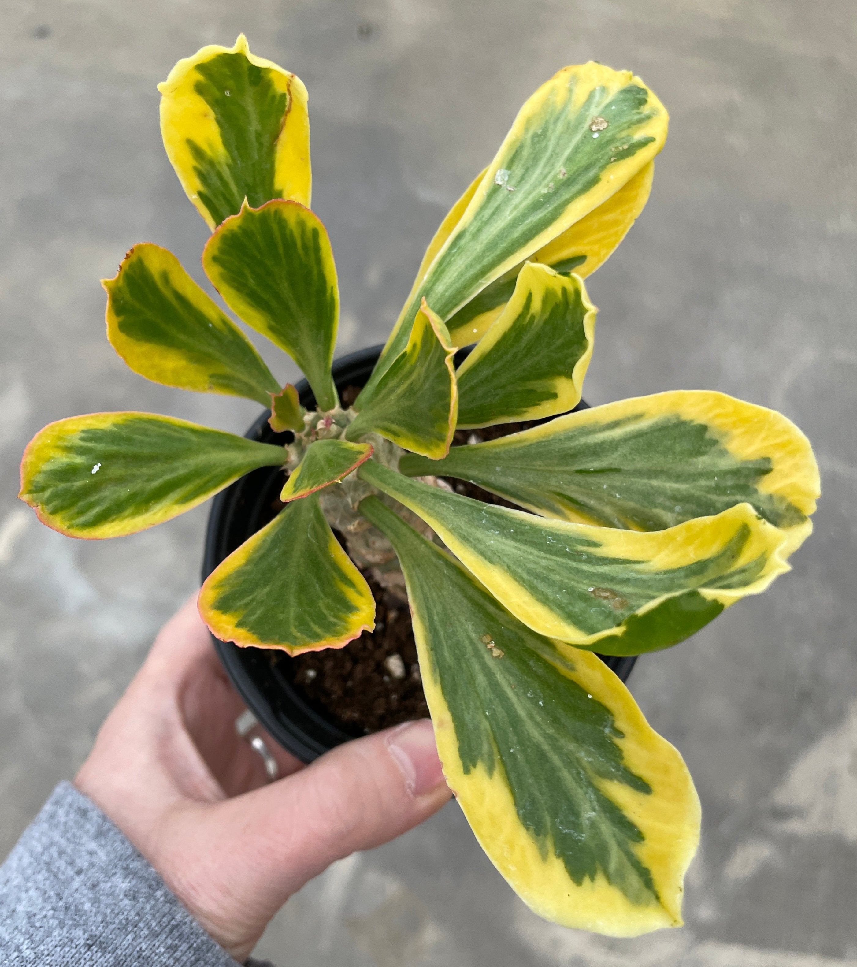 Euphorbia, Poissonii Variegated