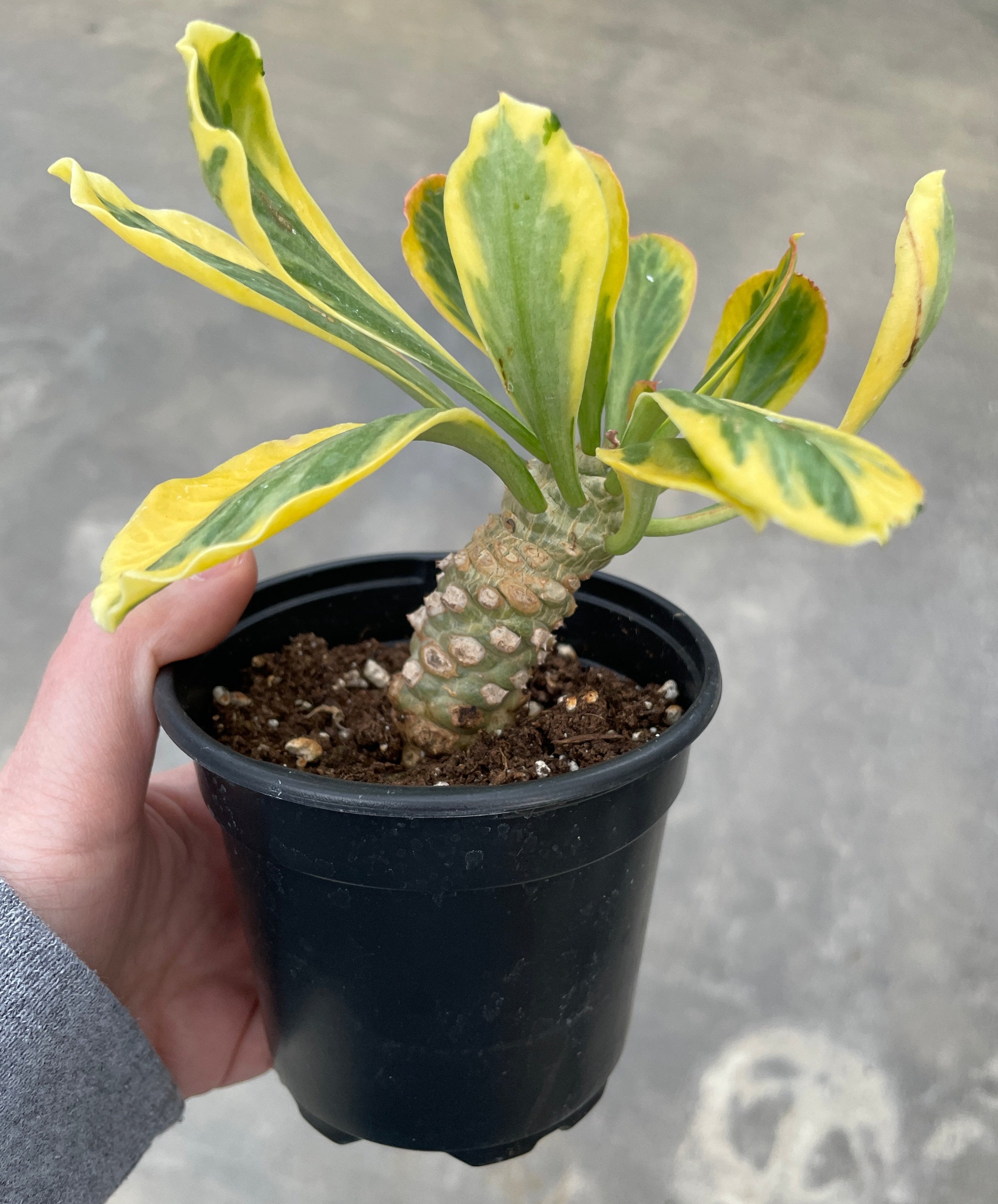 Euphorbia, Poissonii Variegated