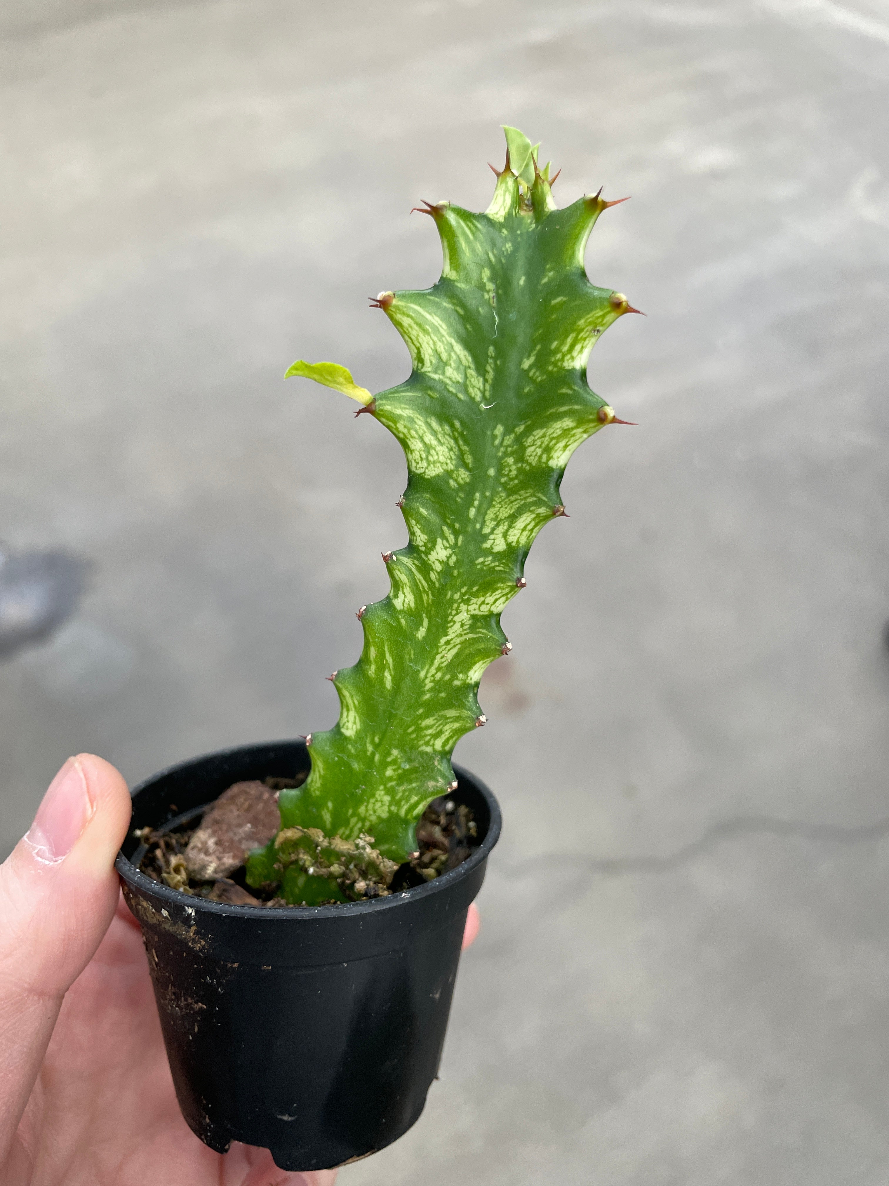 Euphorbia, Trigona Variegated