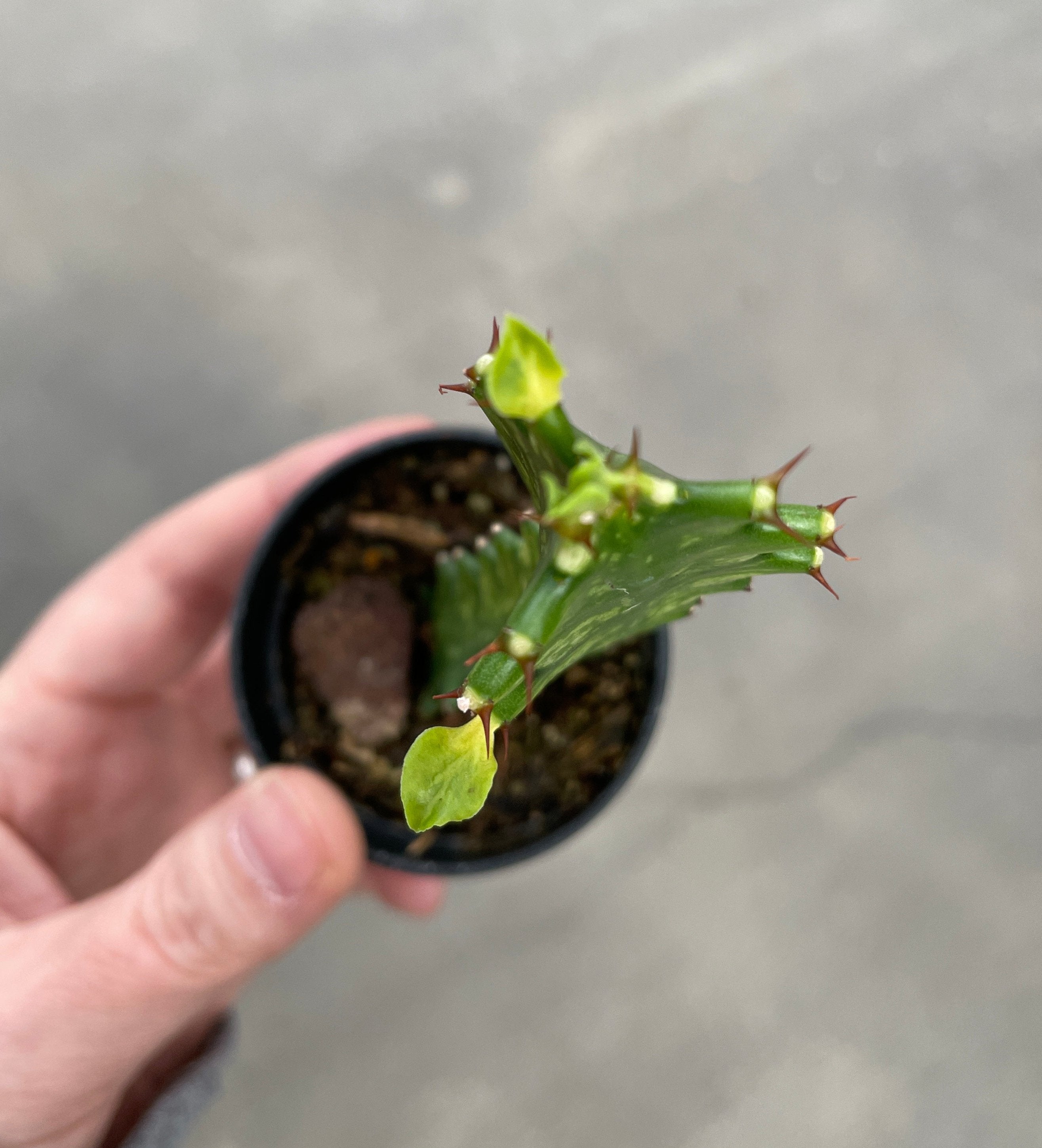 Euphorbia, Trigona Variegated