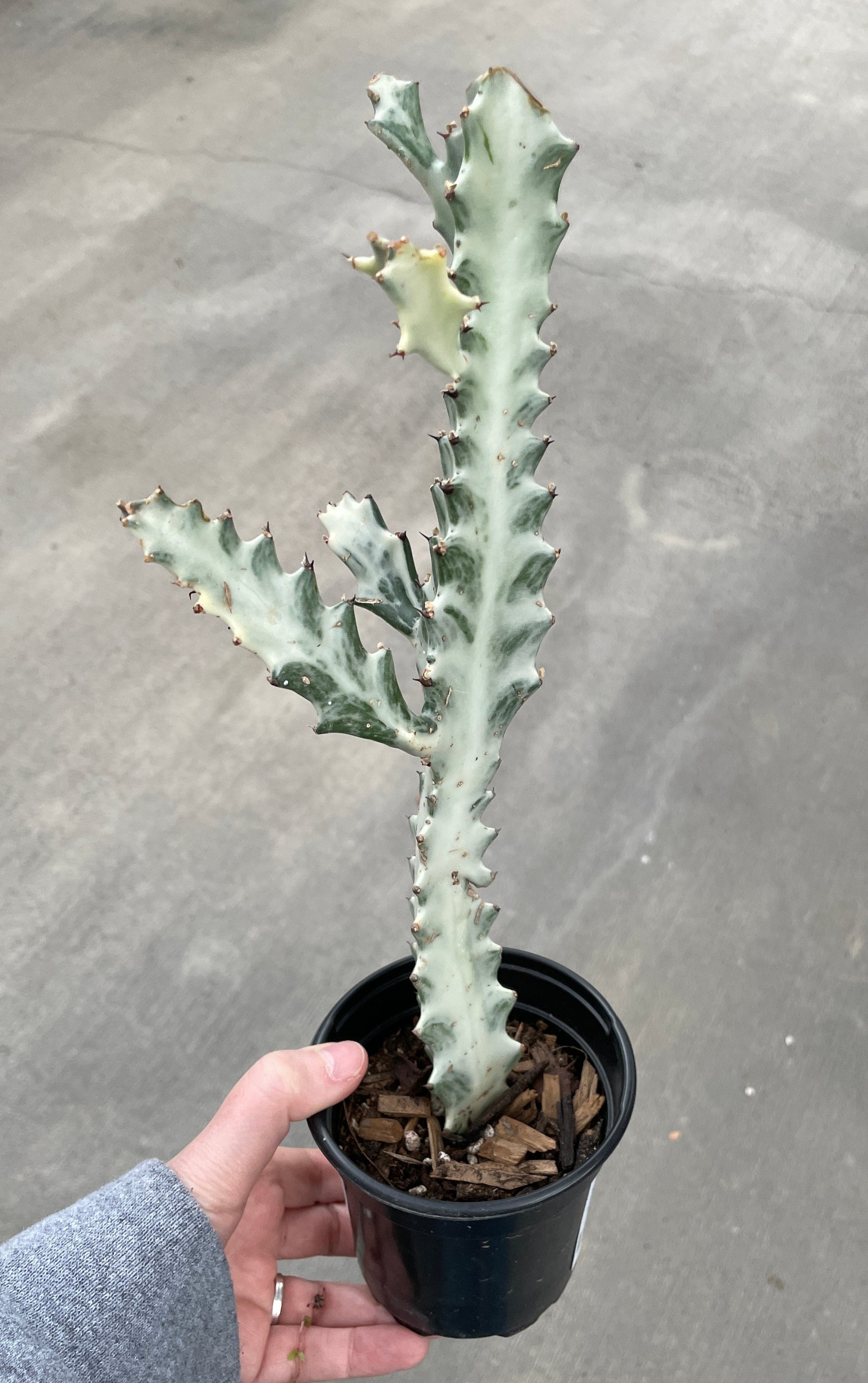 Euphorbia, White Ghost