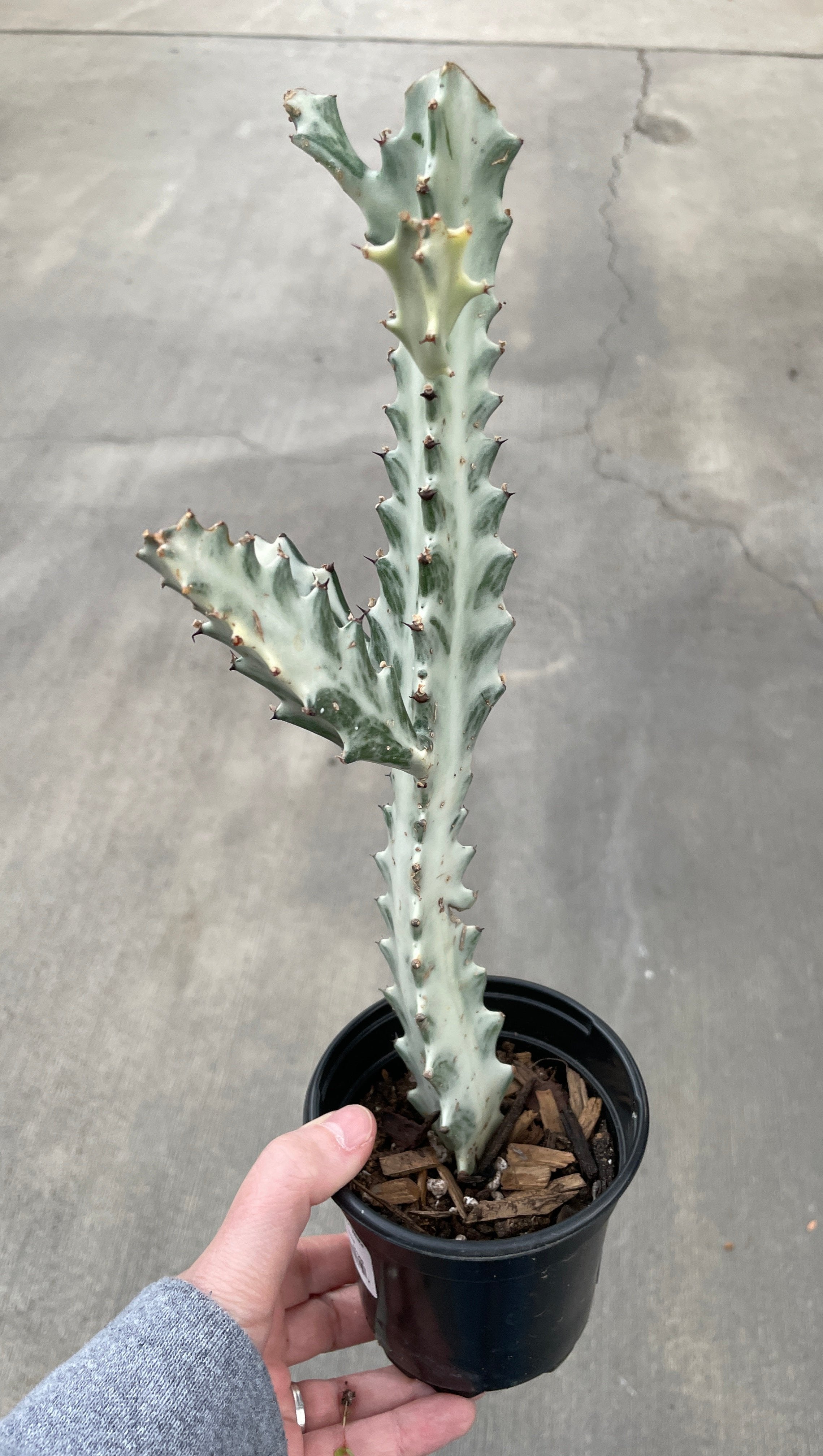 Euphorbia, White Ghost