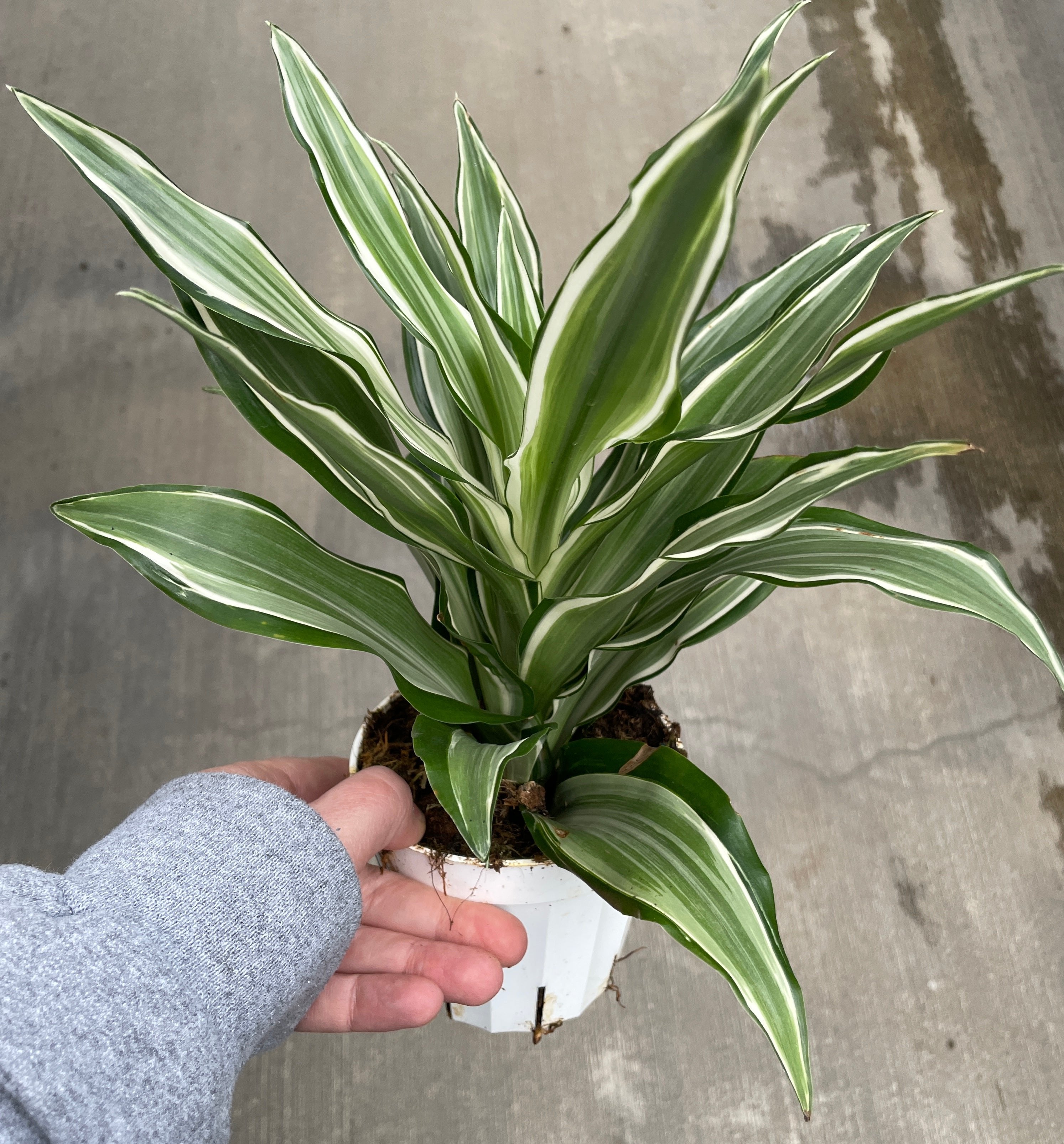 Dracaena, Warneckii