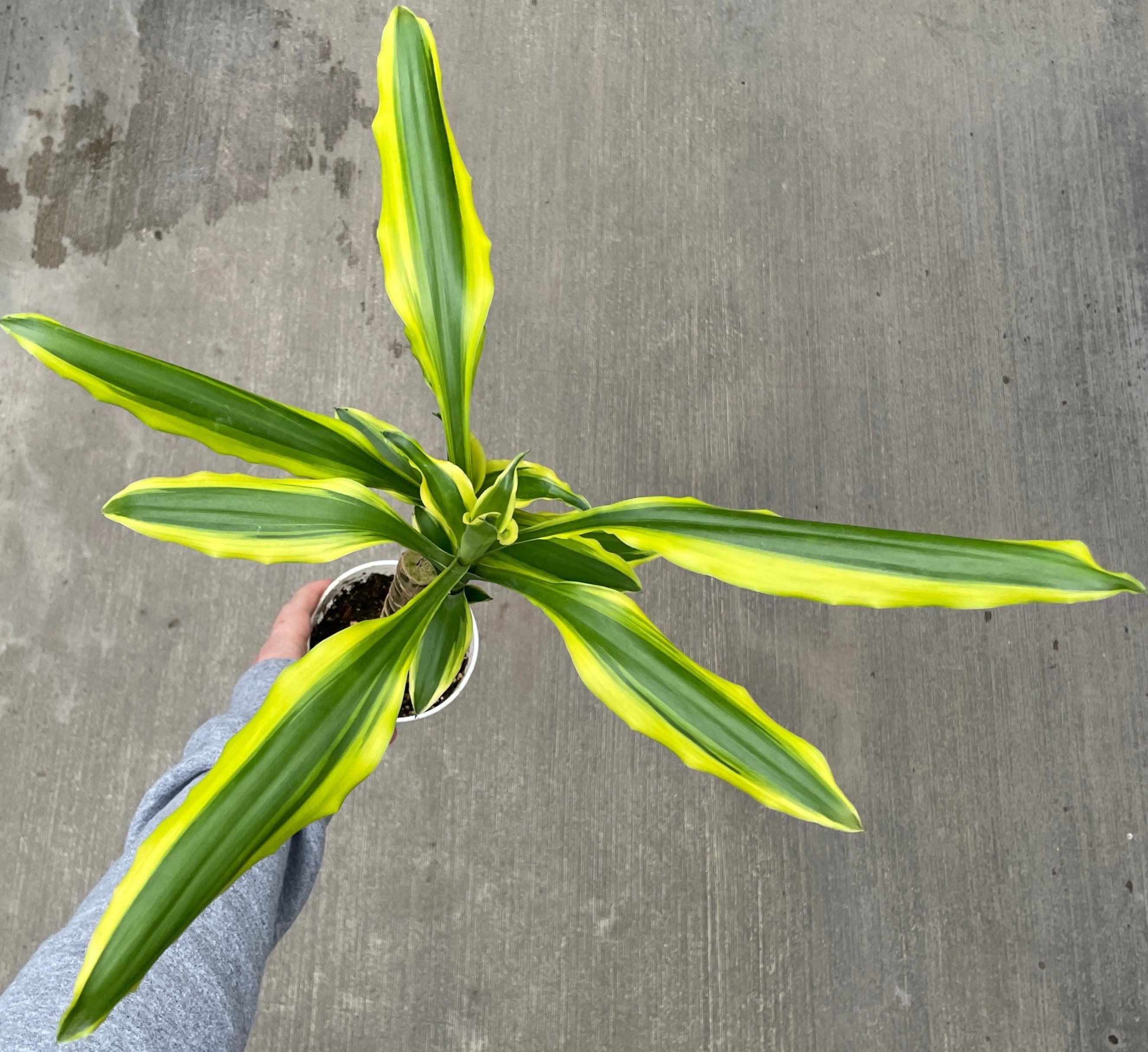 Dracaena, Lemon Lime