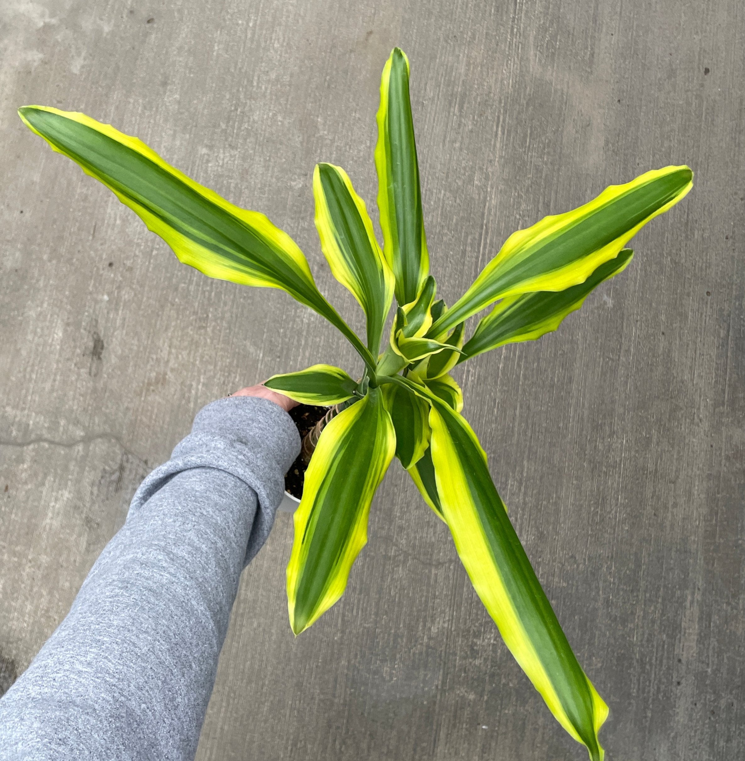 Dracaena, Lemon Lime