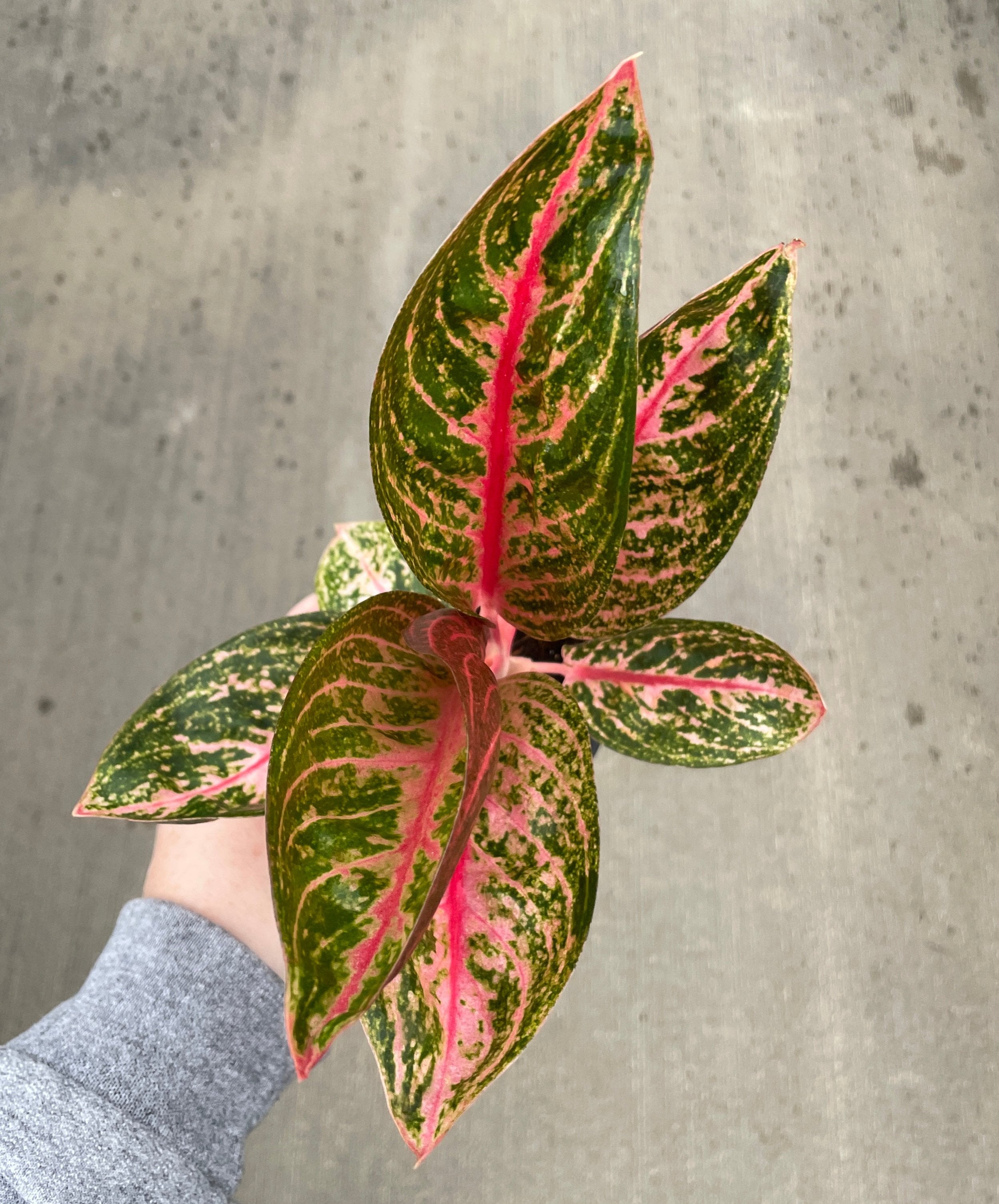 Chinese Evergreen, Golden Powder