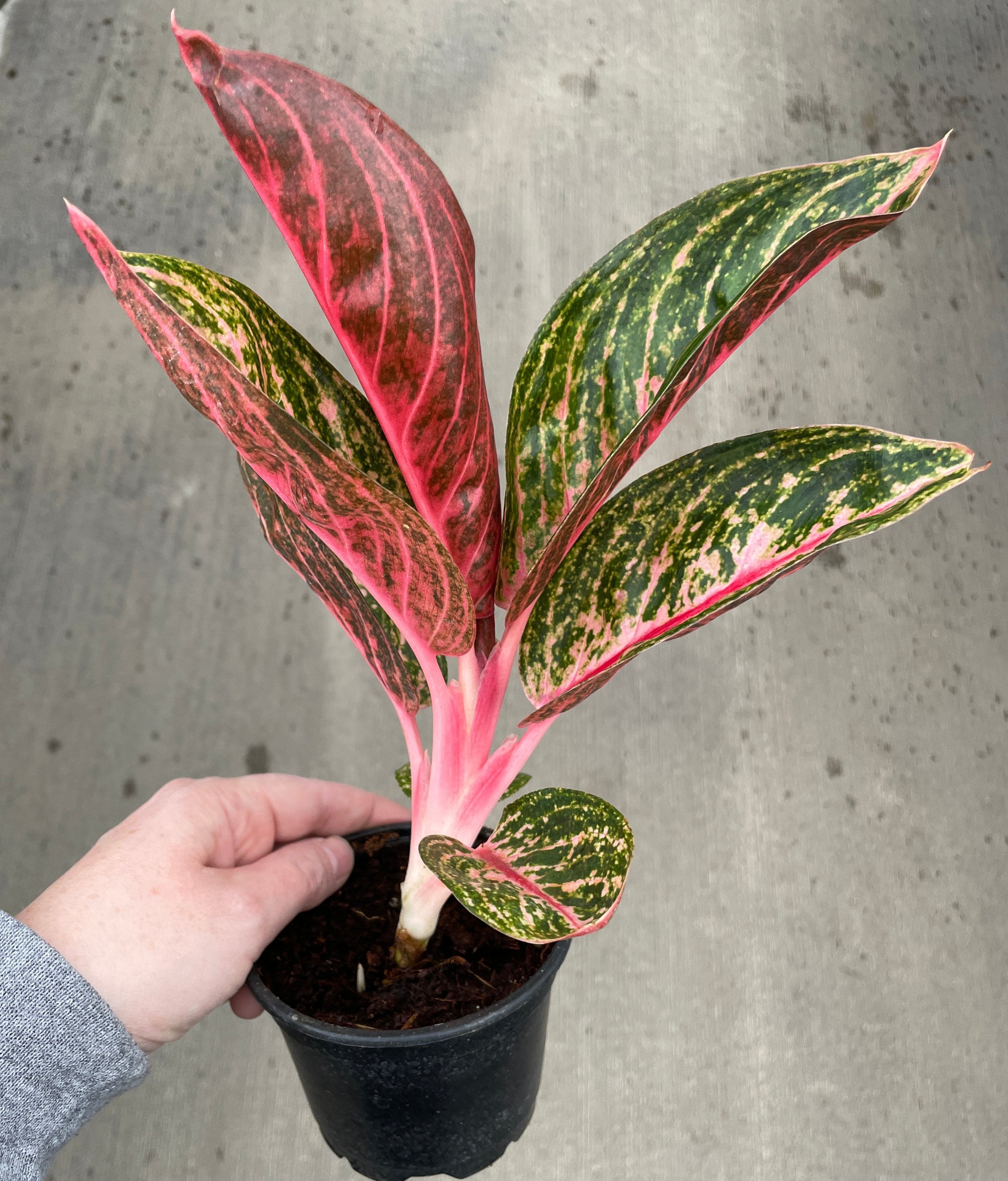 Chinese Evergreen, Golden Powder