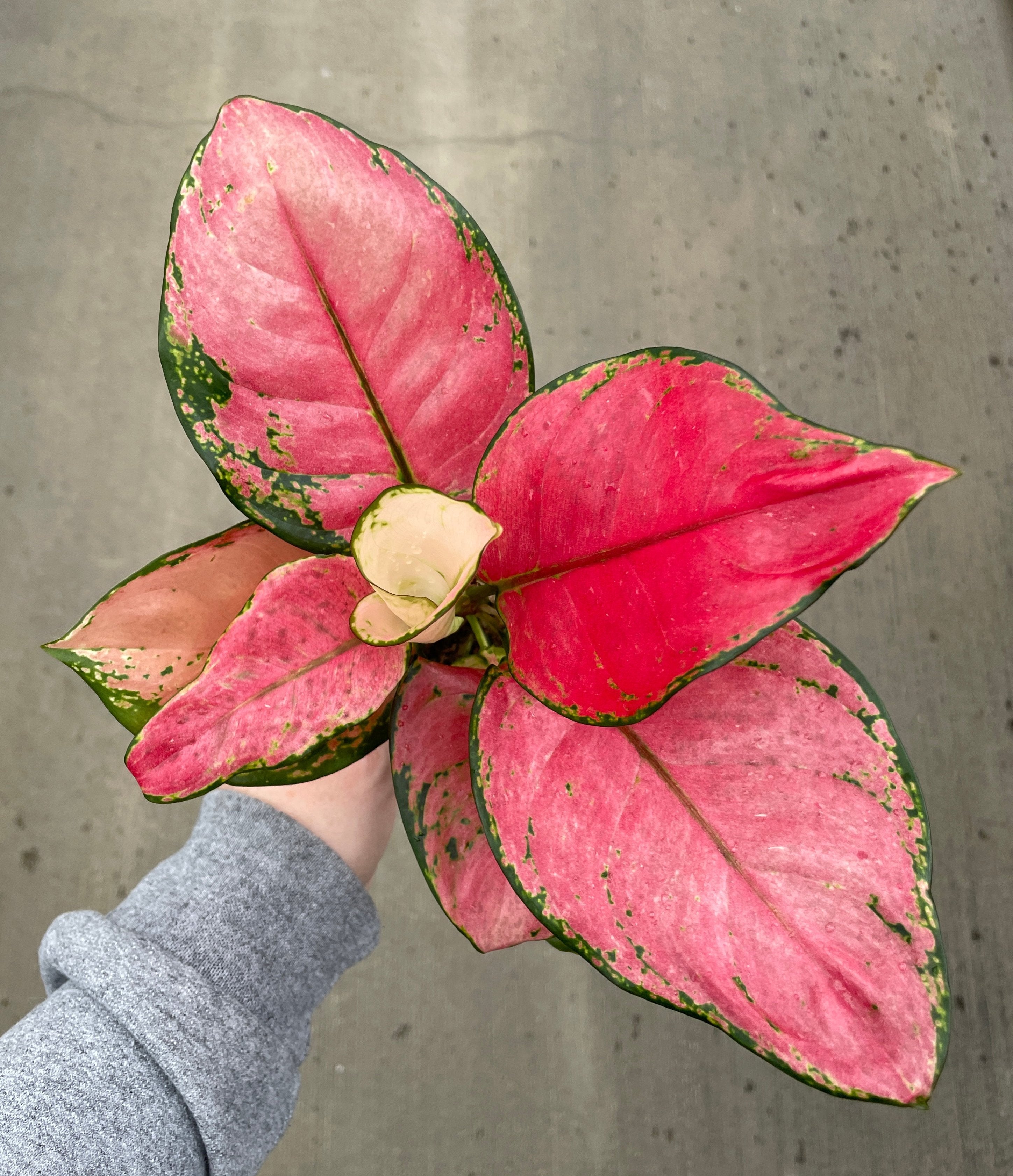 Chinese Evergreen, Lucky Red