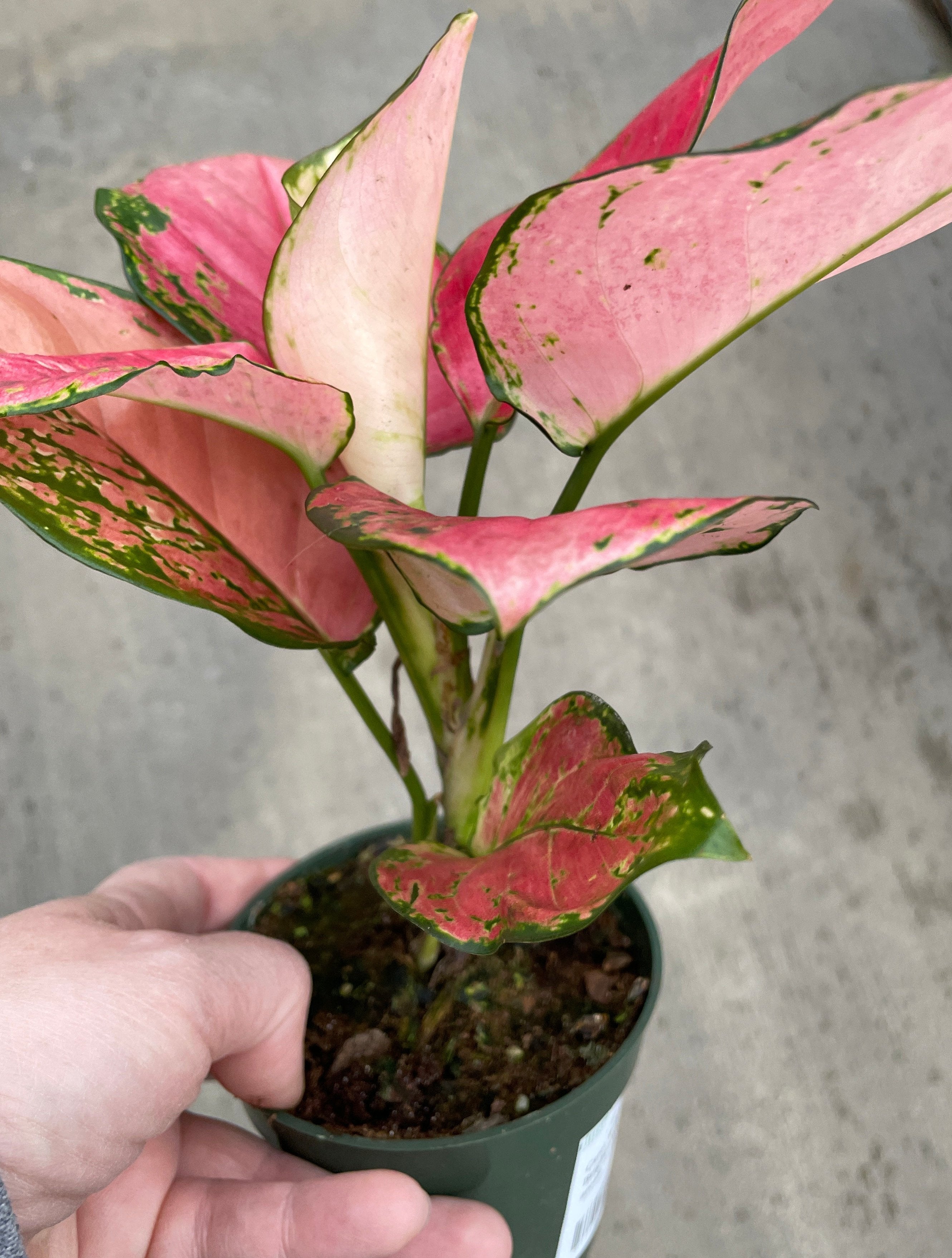 Chinese Evergreen, Lucky Red