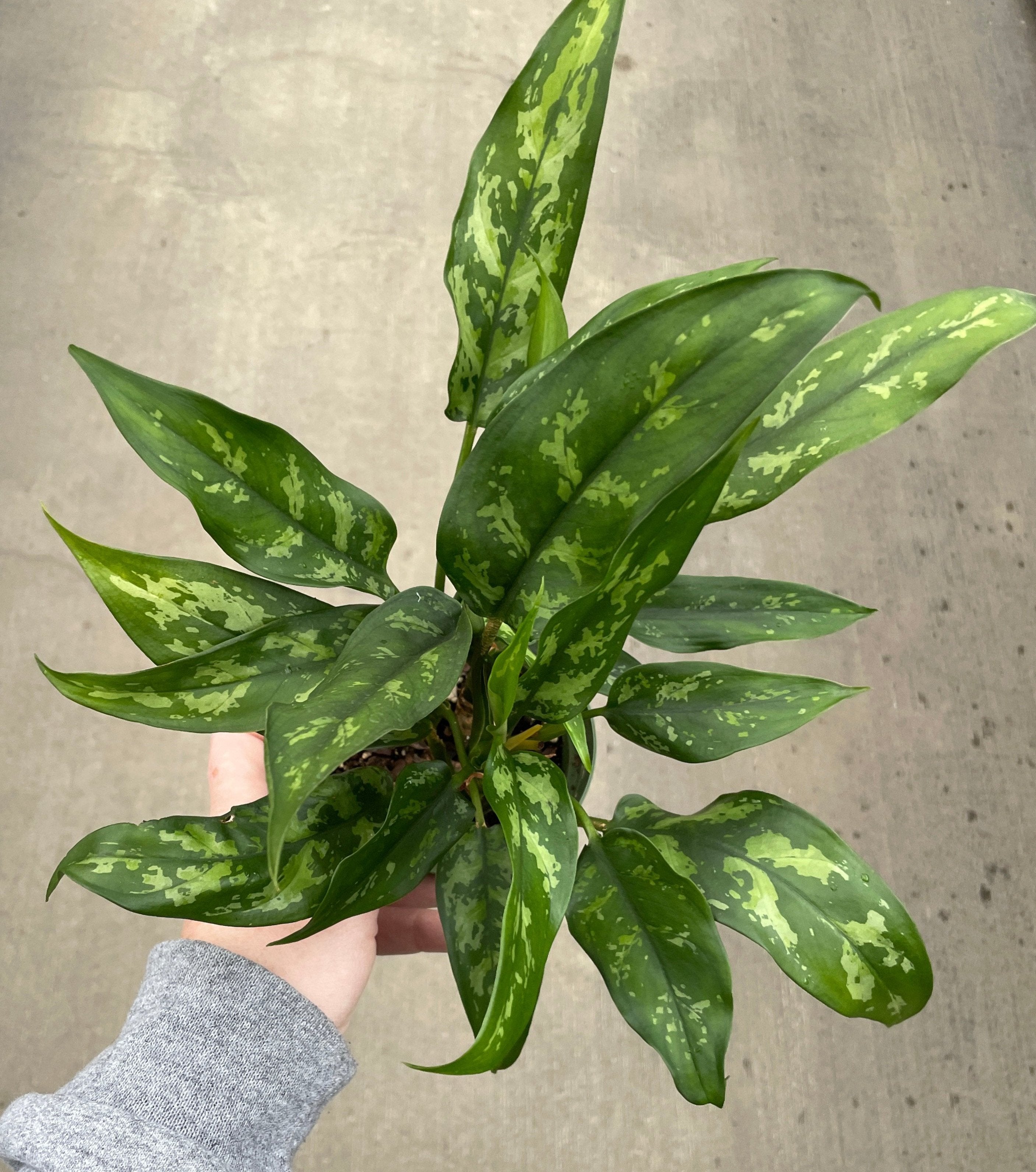 Chinese Evergreen, Maria