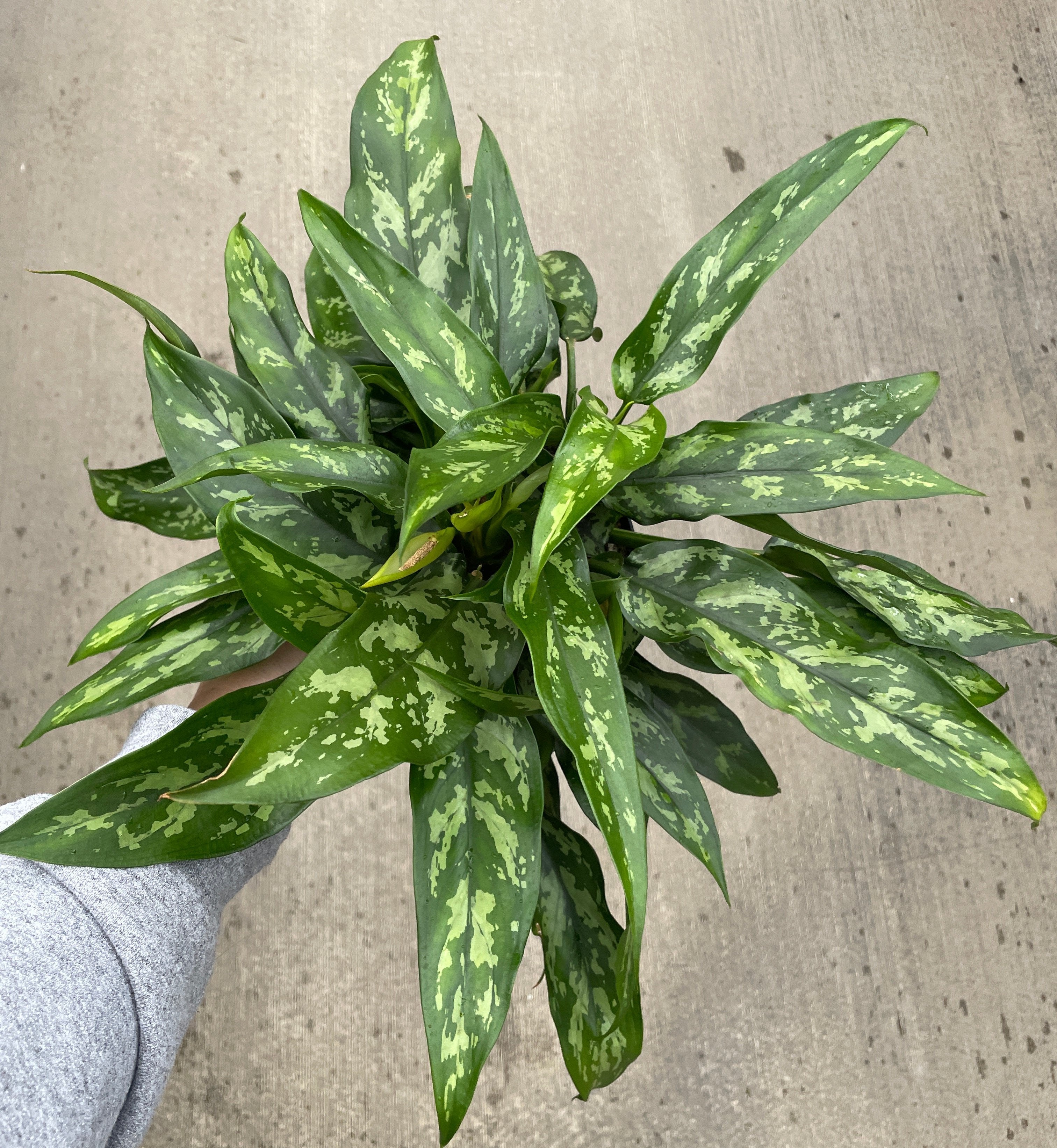 Chinese Evergreen, Maria