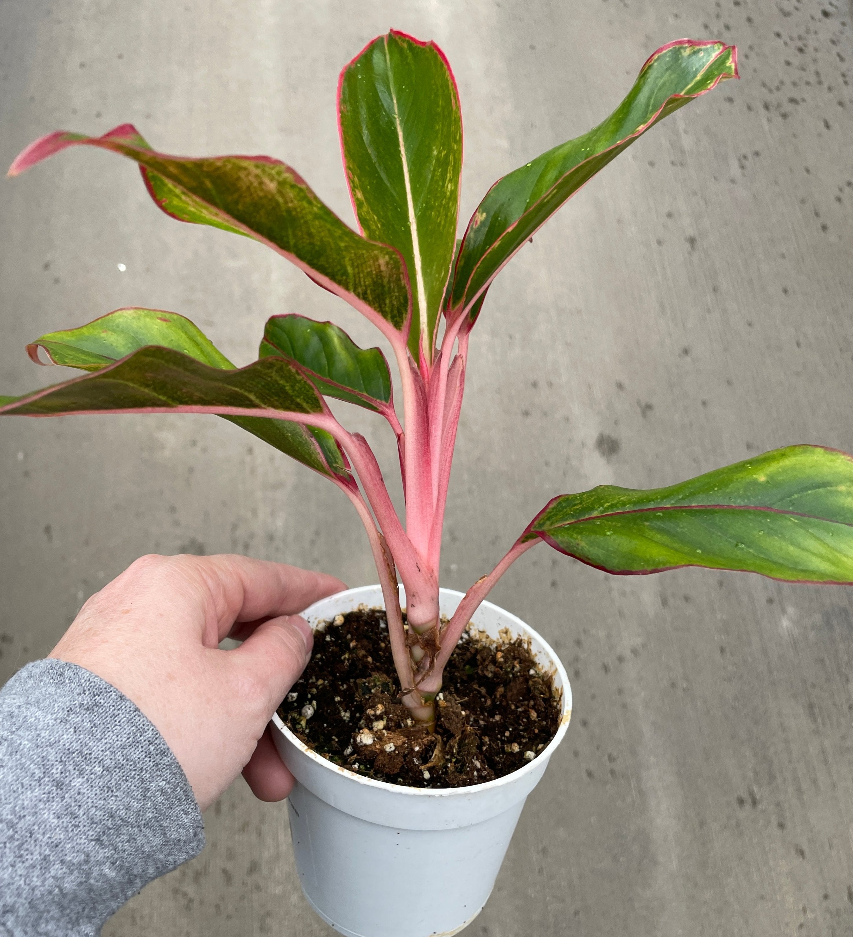 Chinese Evergreen, Siam