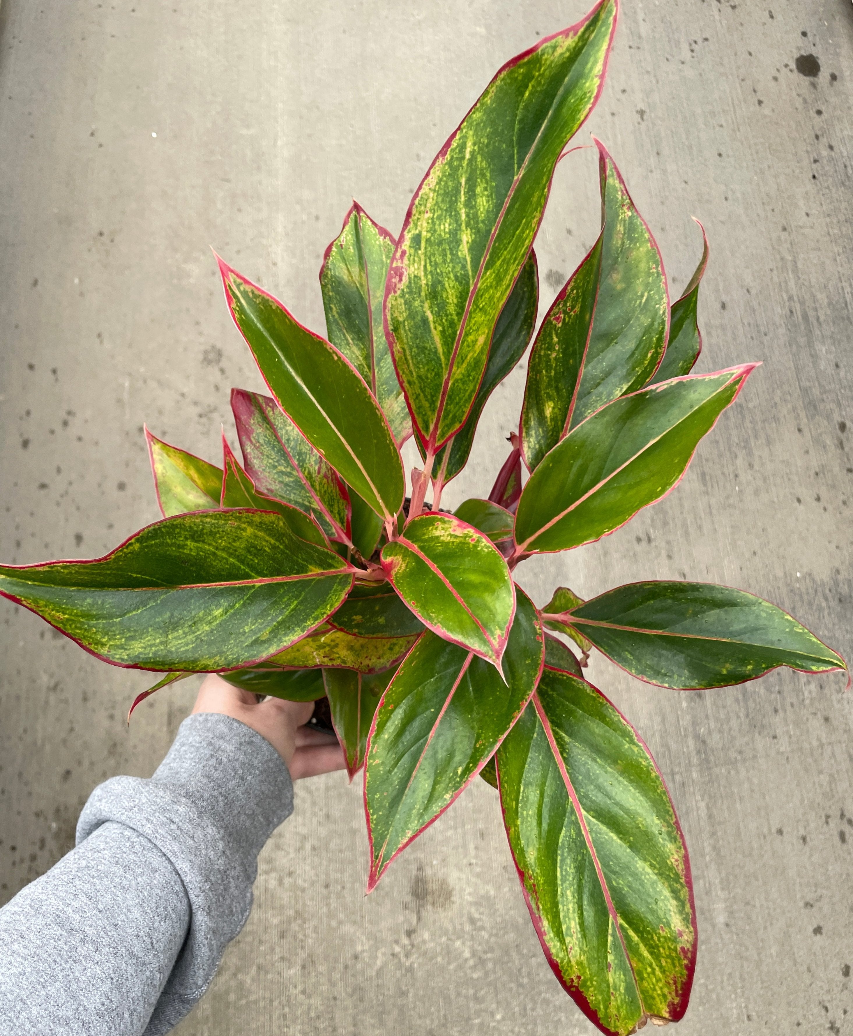 Chinese Evergreen, Siam