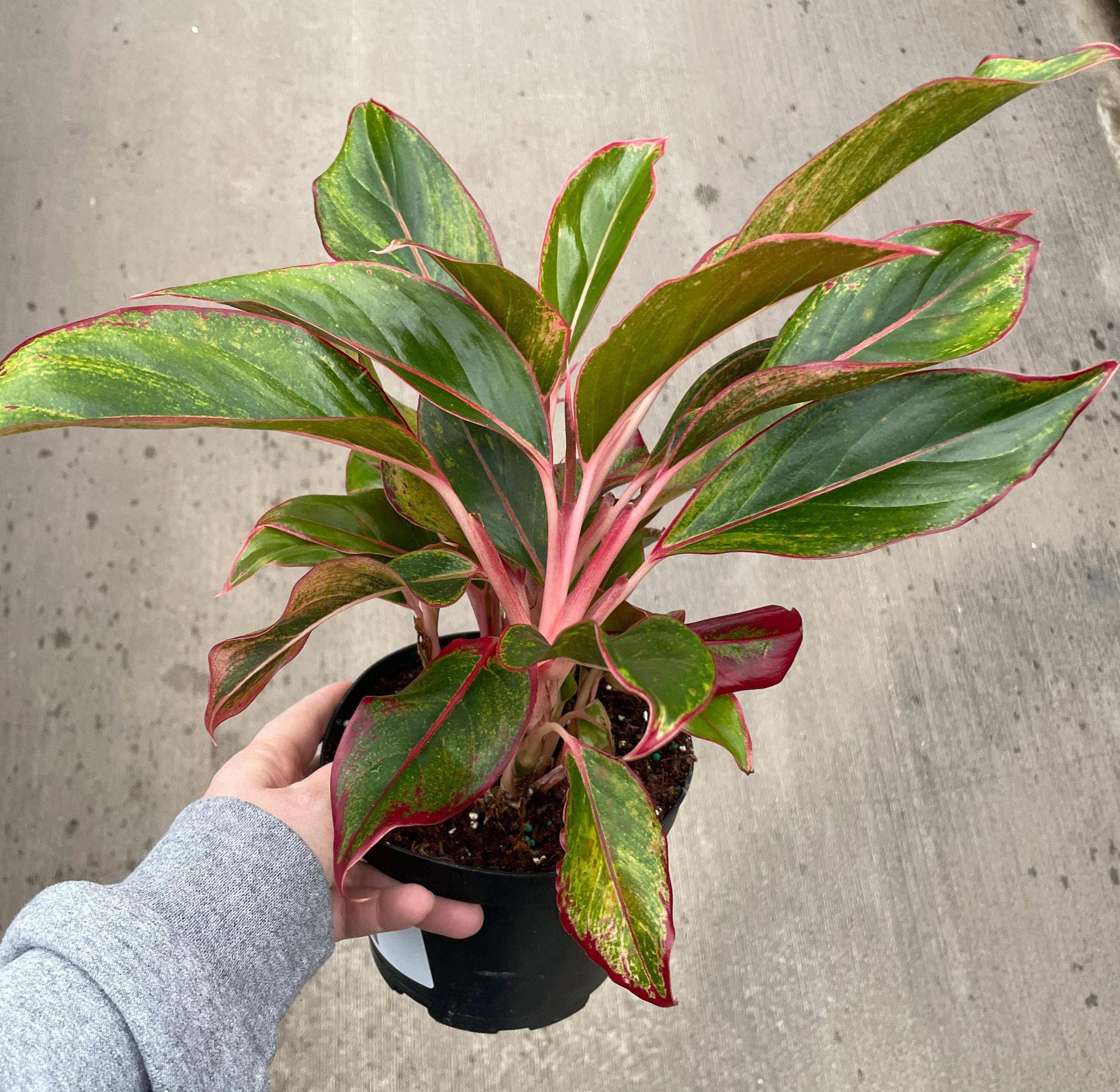 Chinese Evergreen, Siam